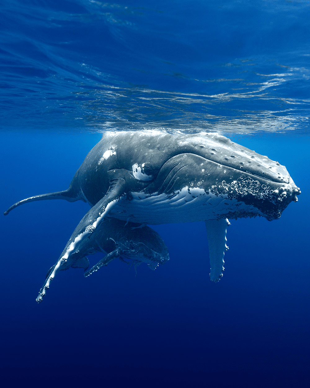 Mom and calf humpback whale on the surface