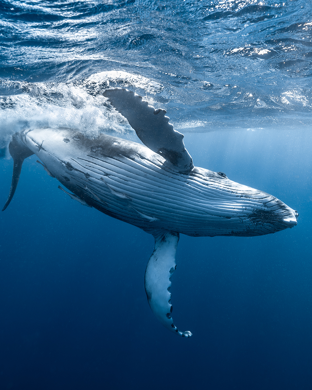 Playing with baby whale