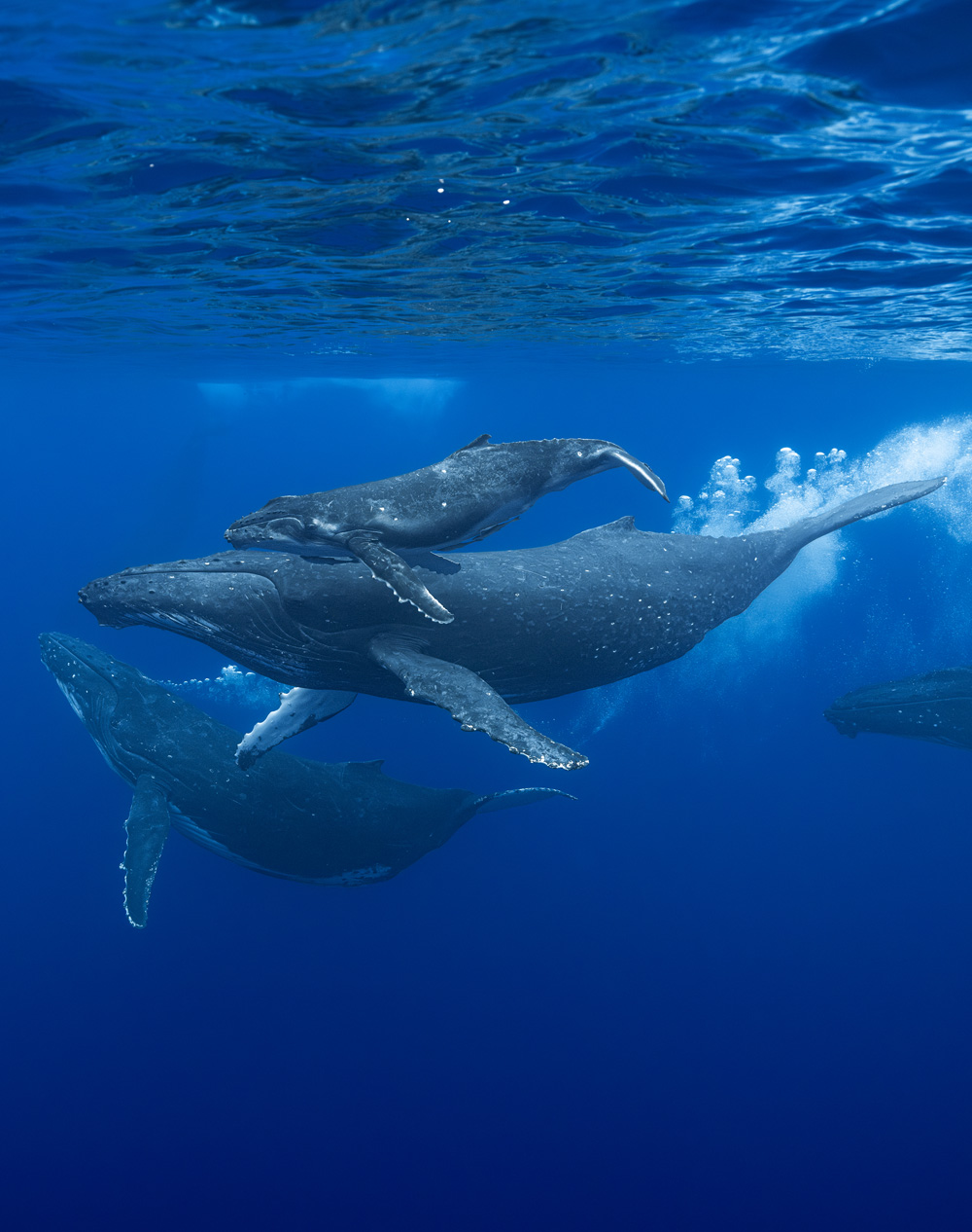 Humpback mom and calf in heat run