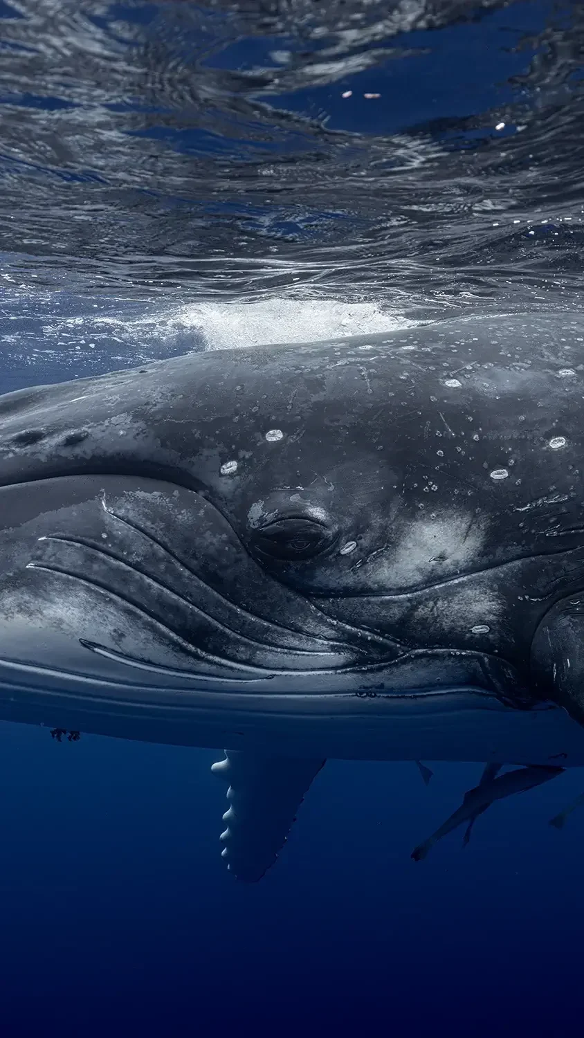 Humpback whale face 