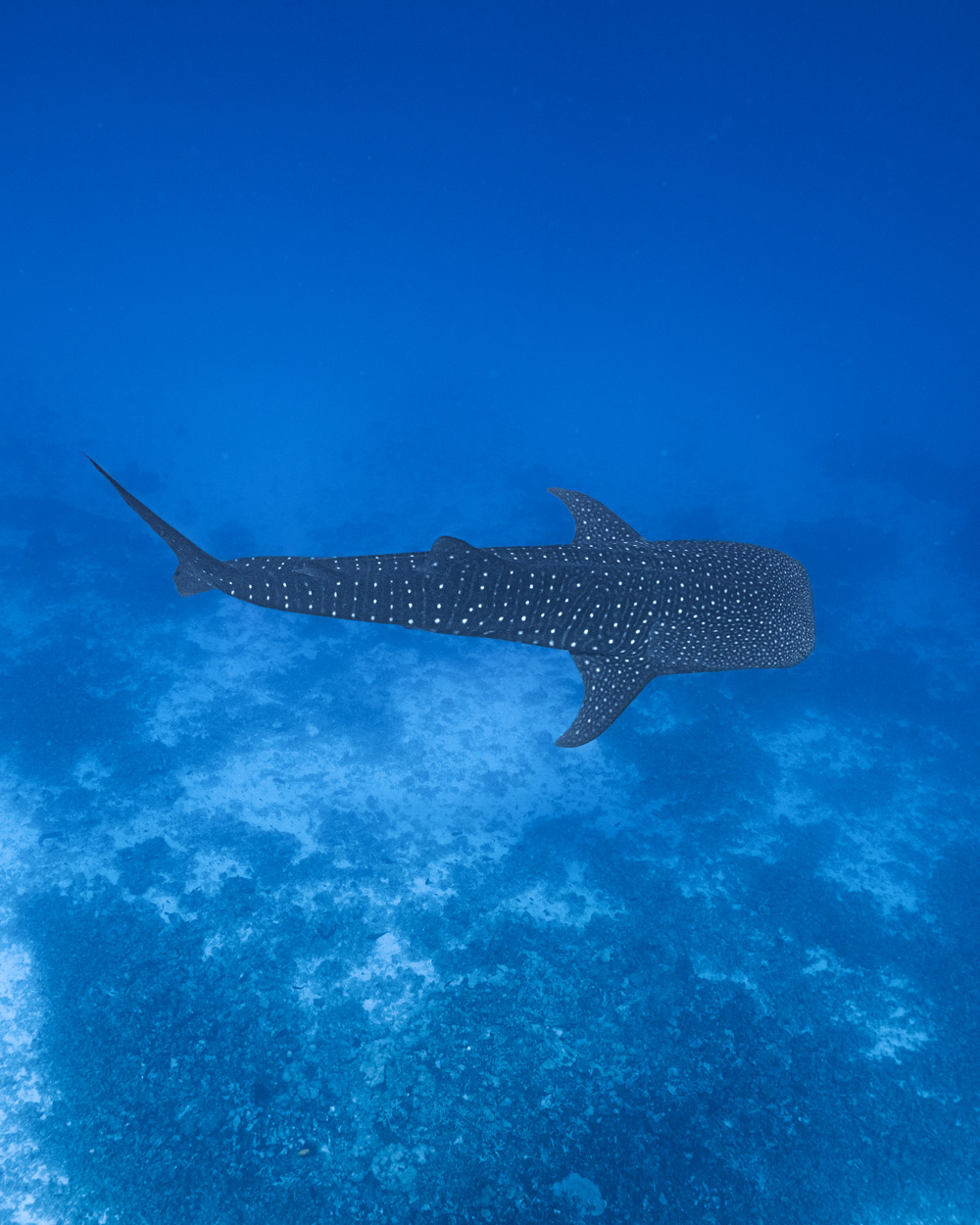 Whale shark over reef