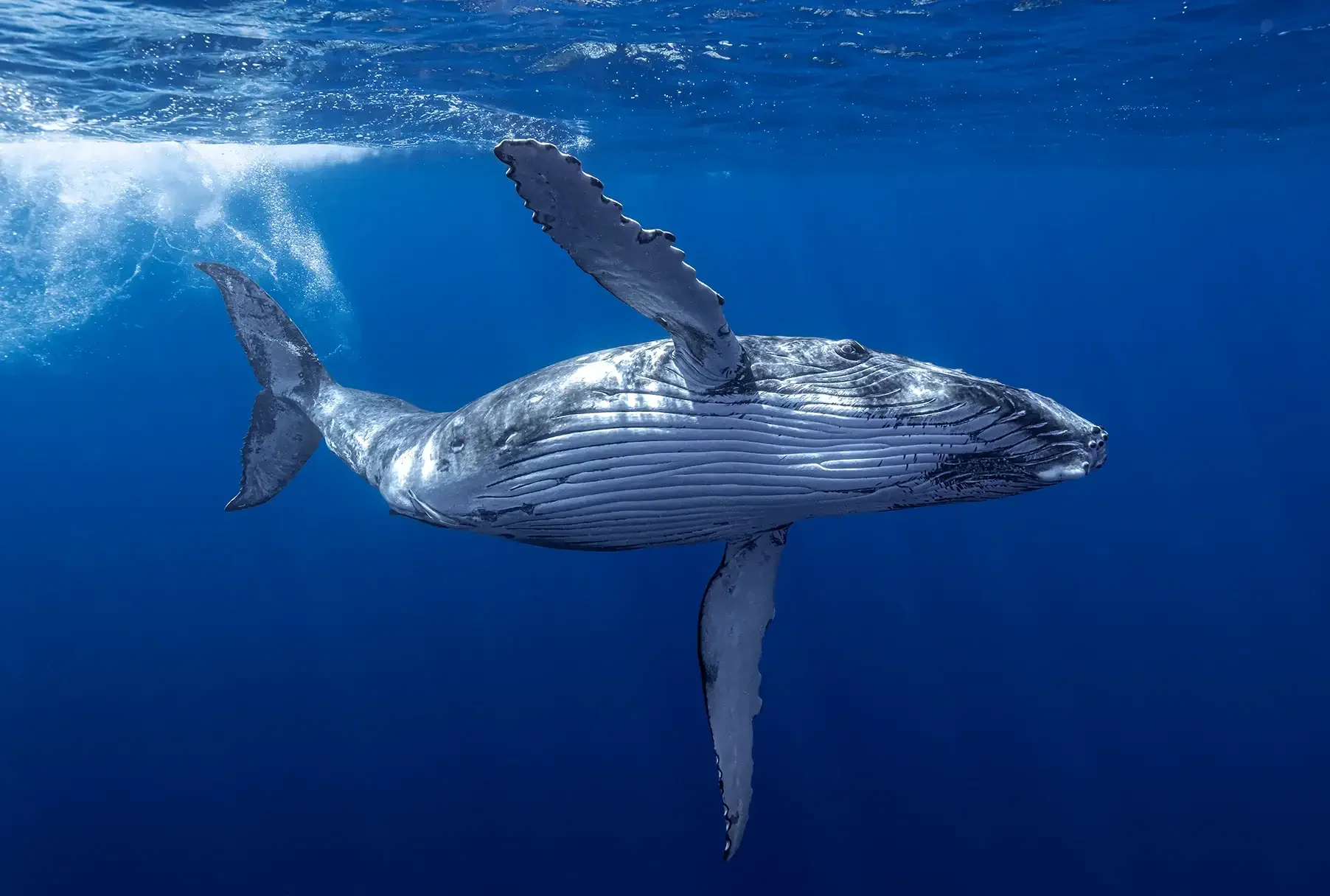 A baby whale interacting with guests- Tonga