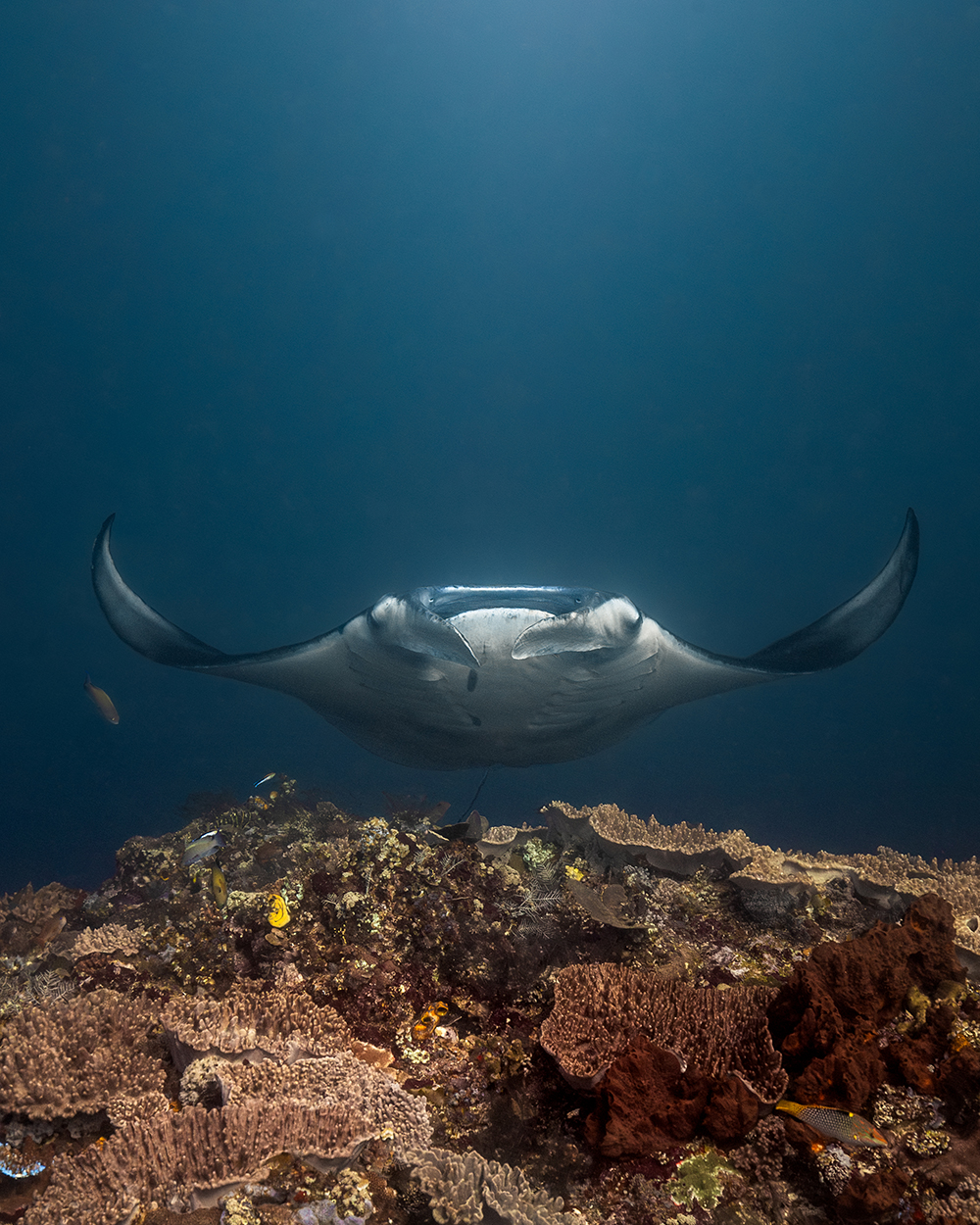Manta ray over coral bed