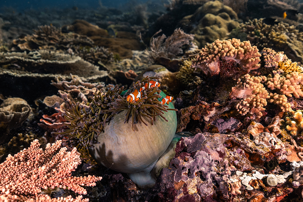 clownfish in closing anemone 