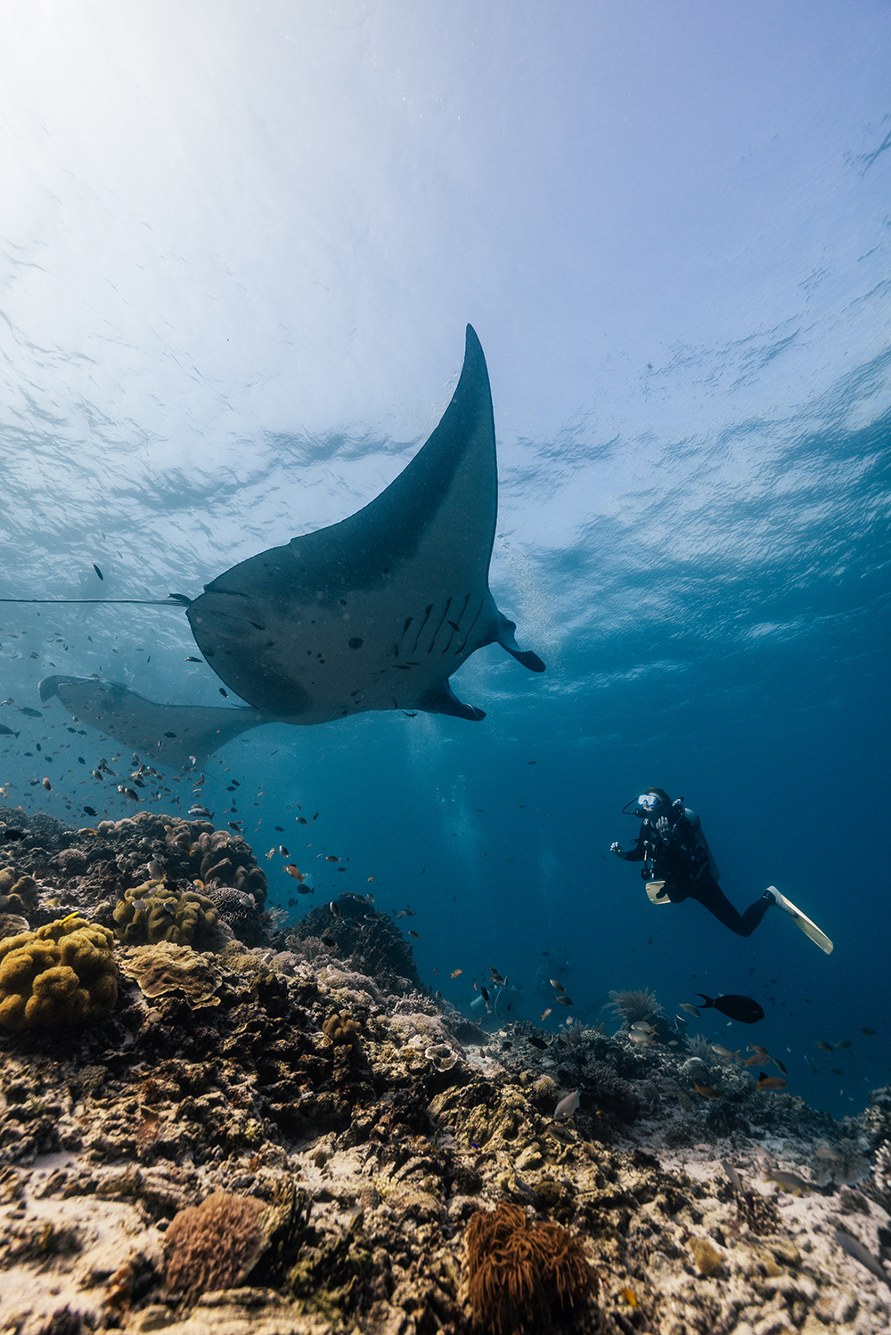 Scuba Diver with Manta rays 
