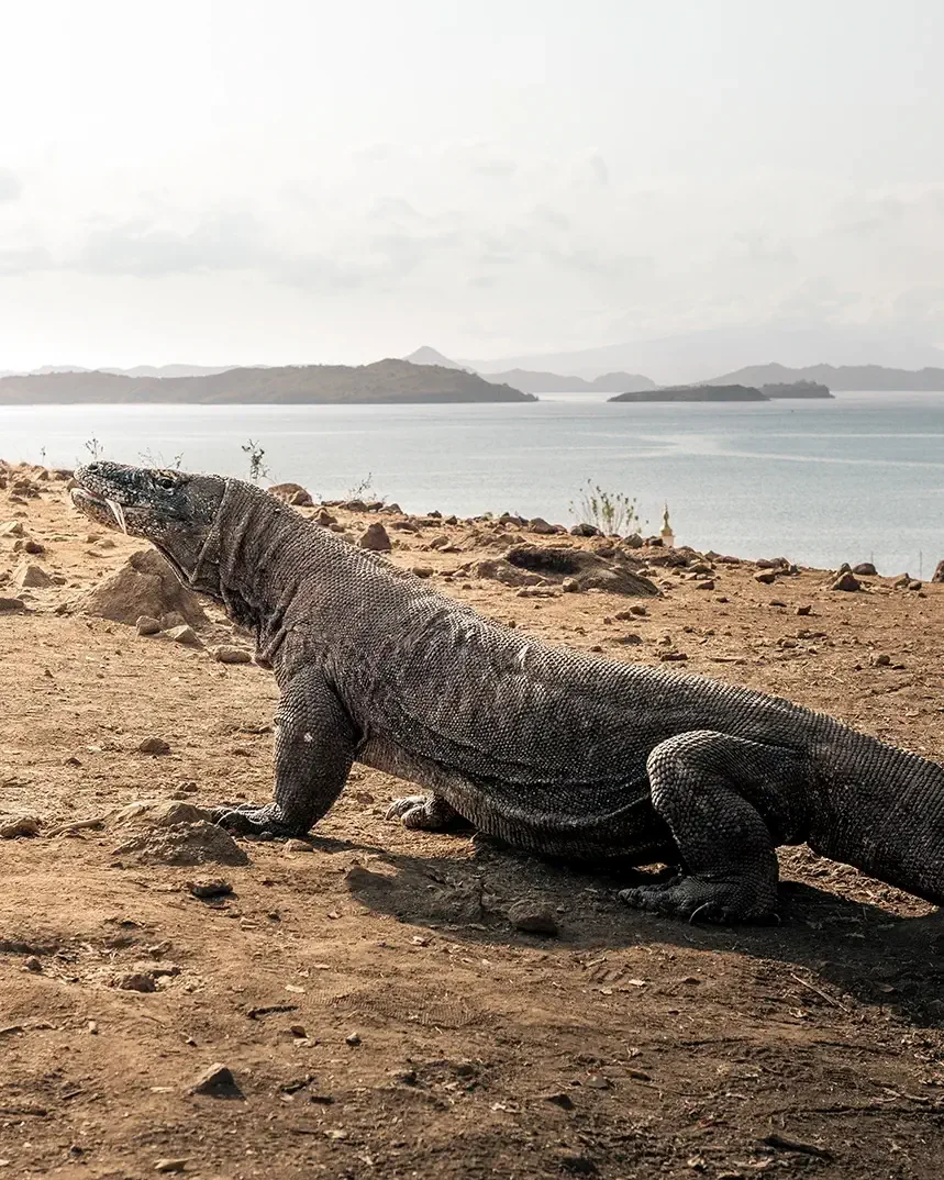 A large iguana resting on a rocky, dirt area in Komodo National Park