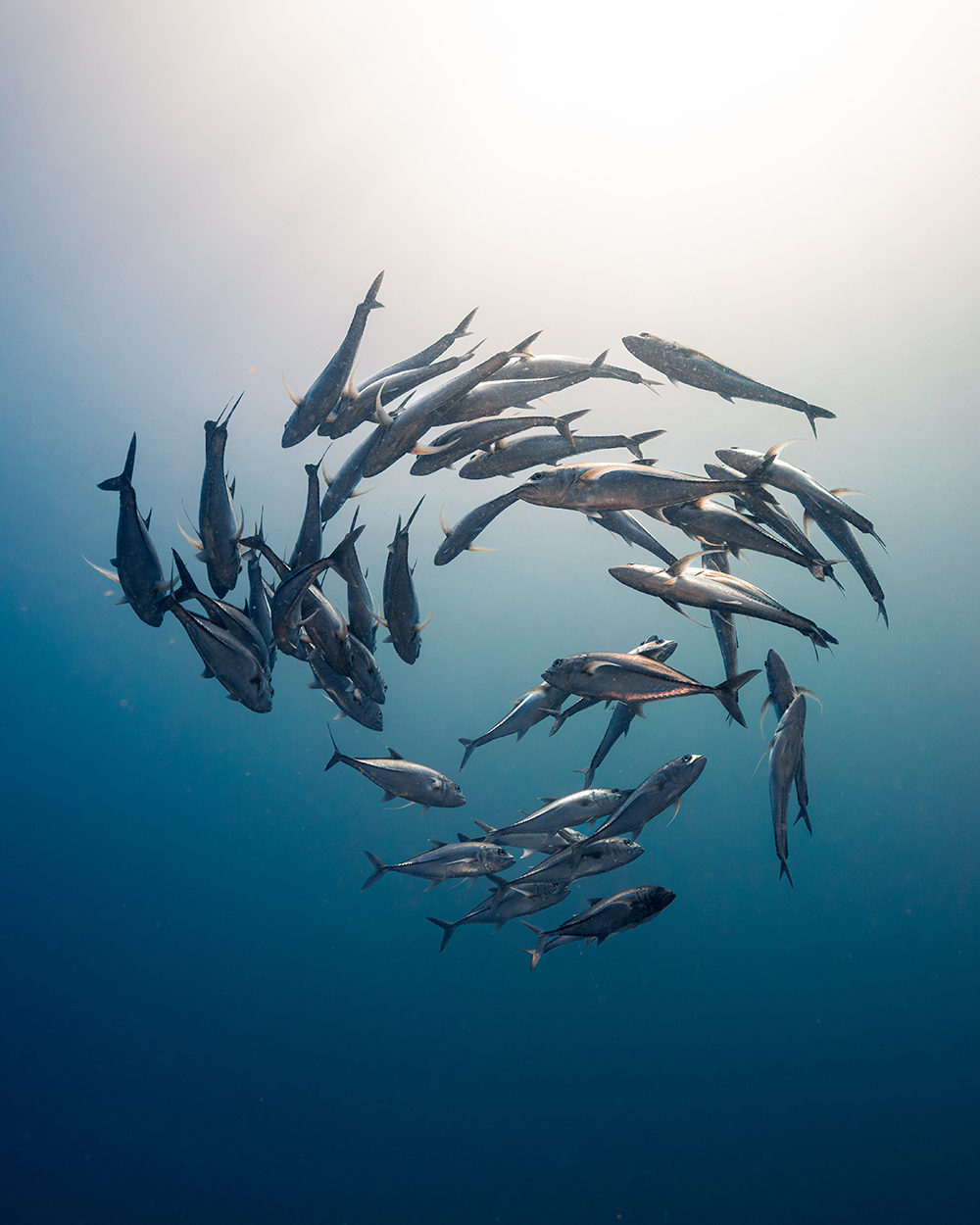 fish spiral
