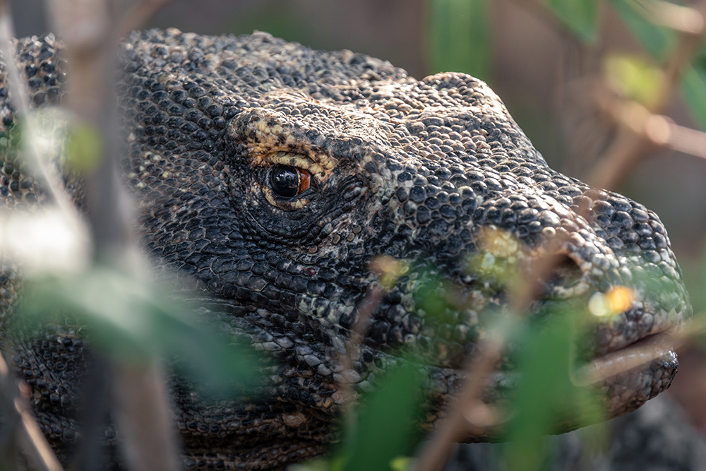 komodo dragon eye