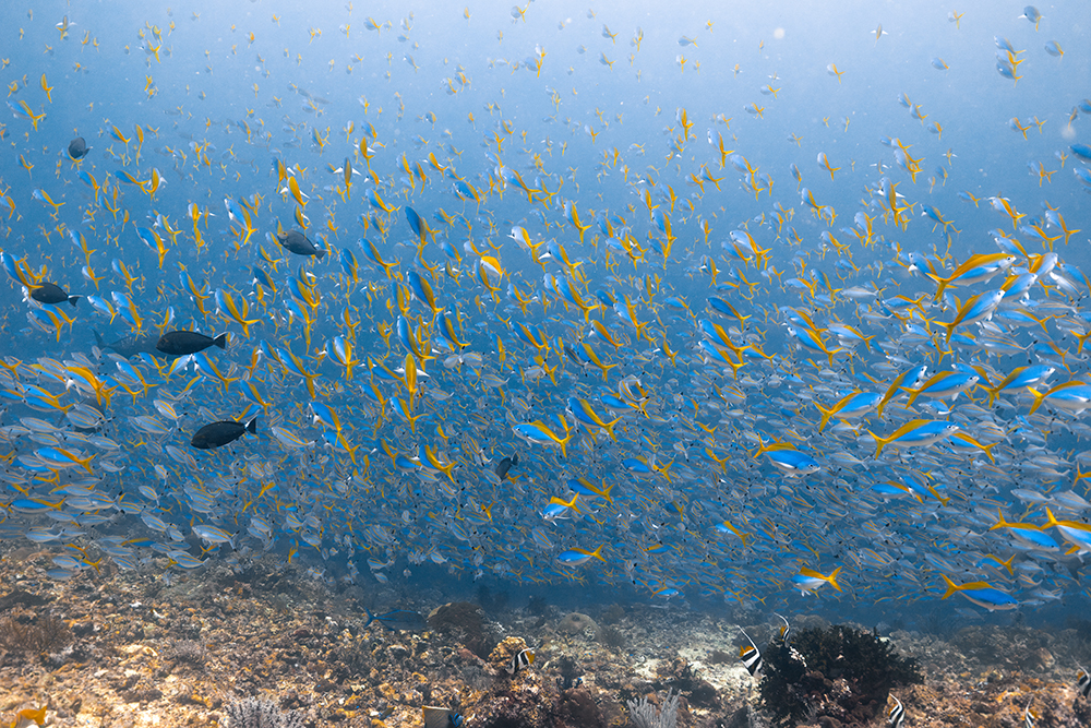 school of fish