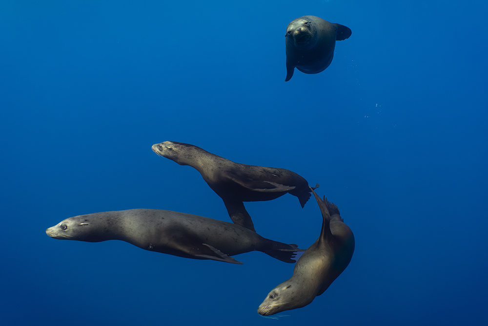 sea lions 