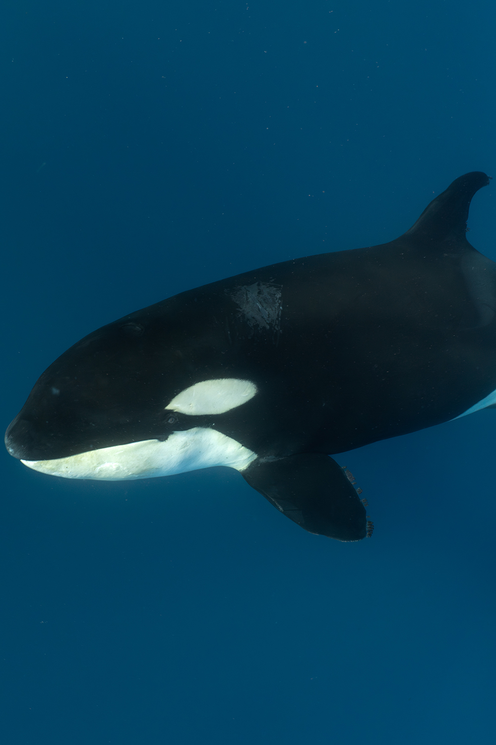 Swimming with an Orca Whale