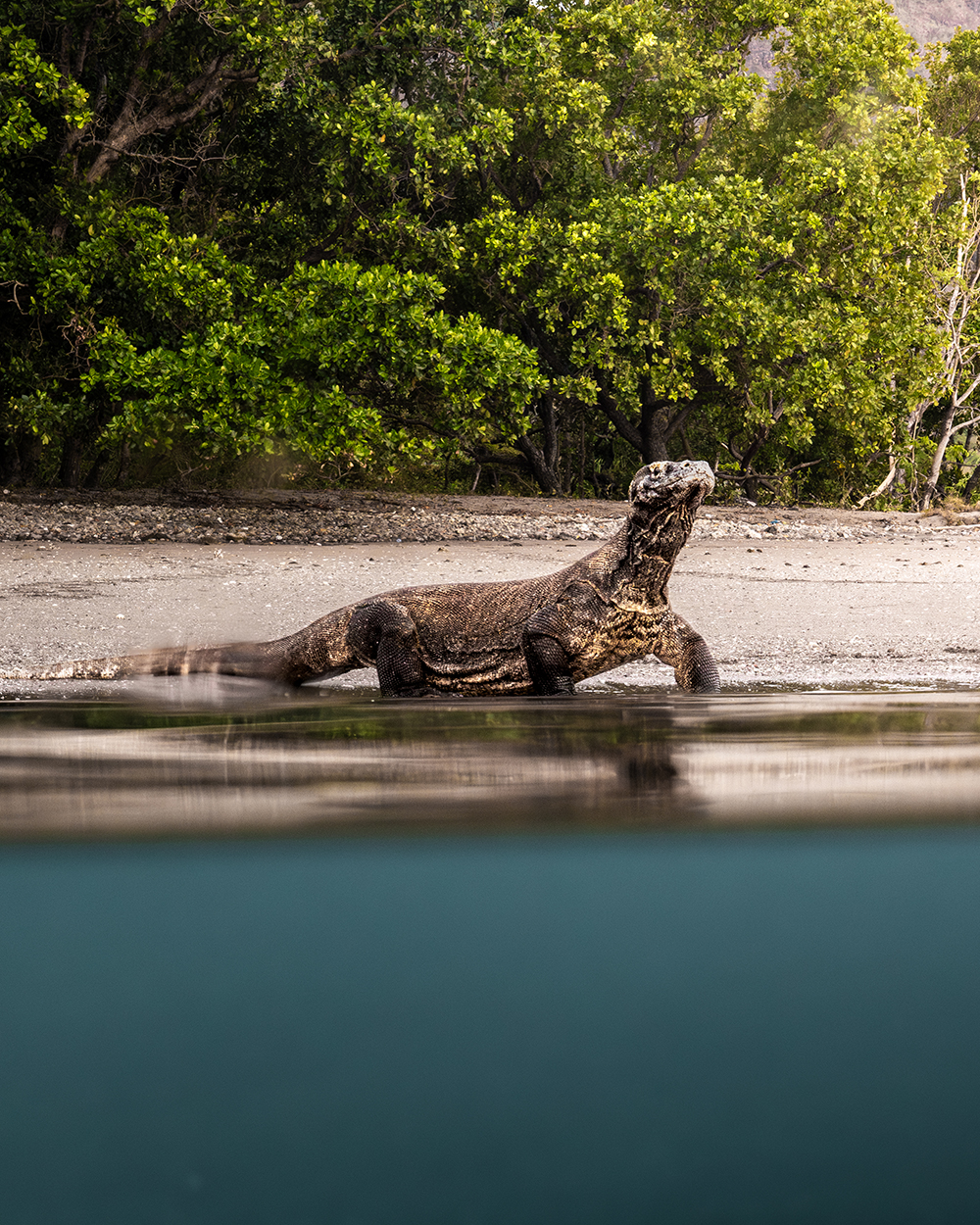 komodo dragon on the beach