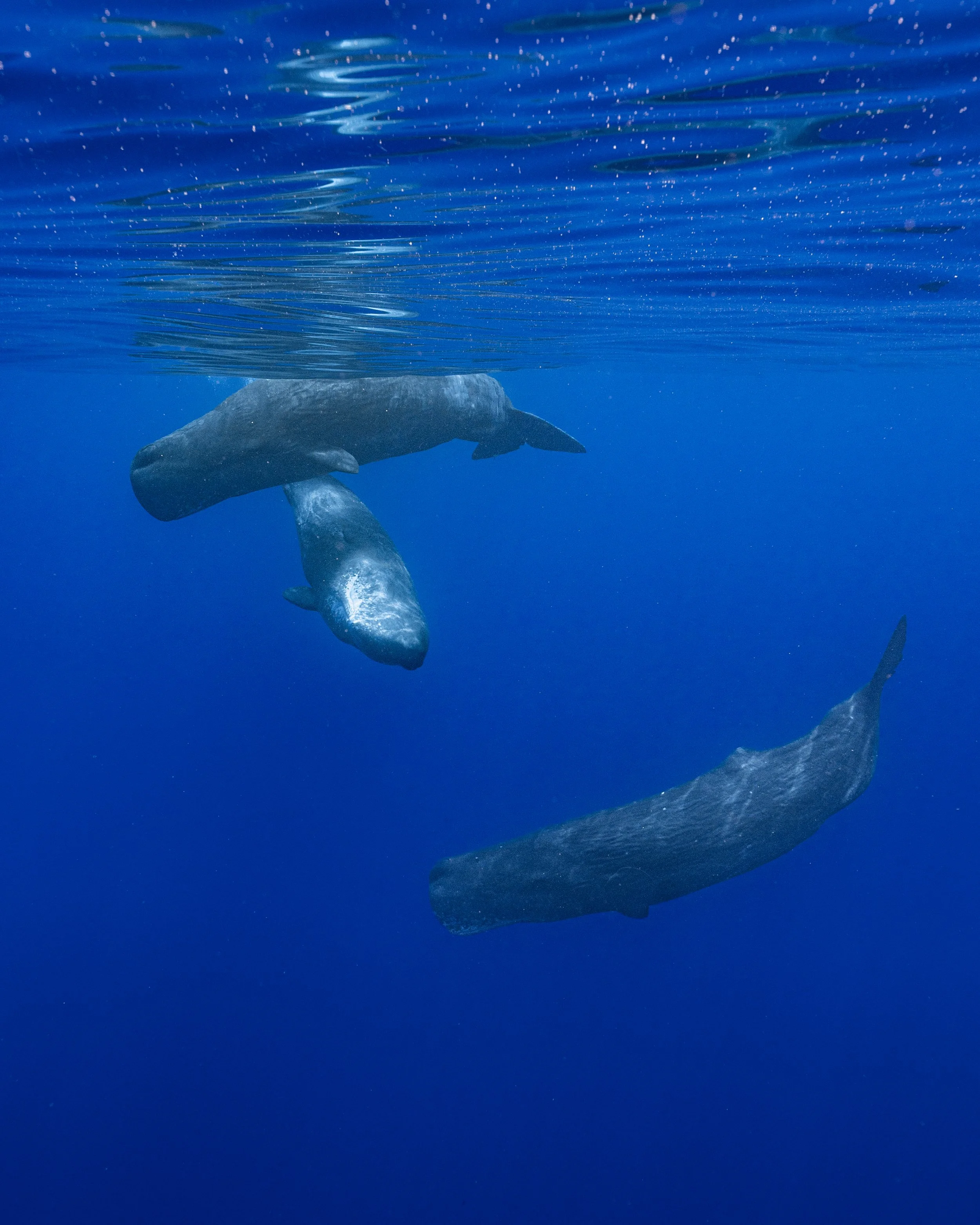 Sperm whales 