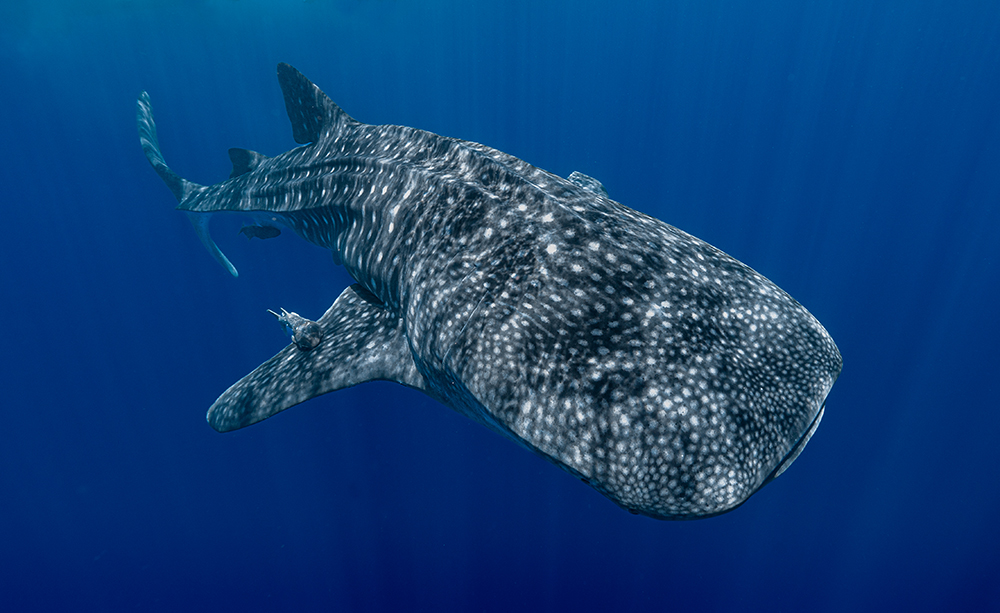Whale shark pass