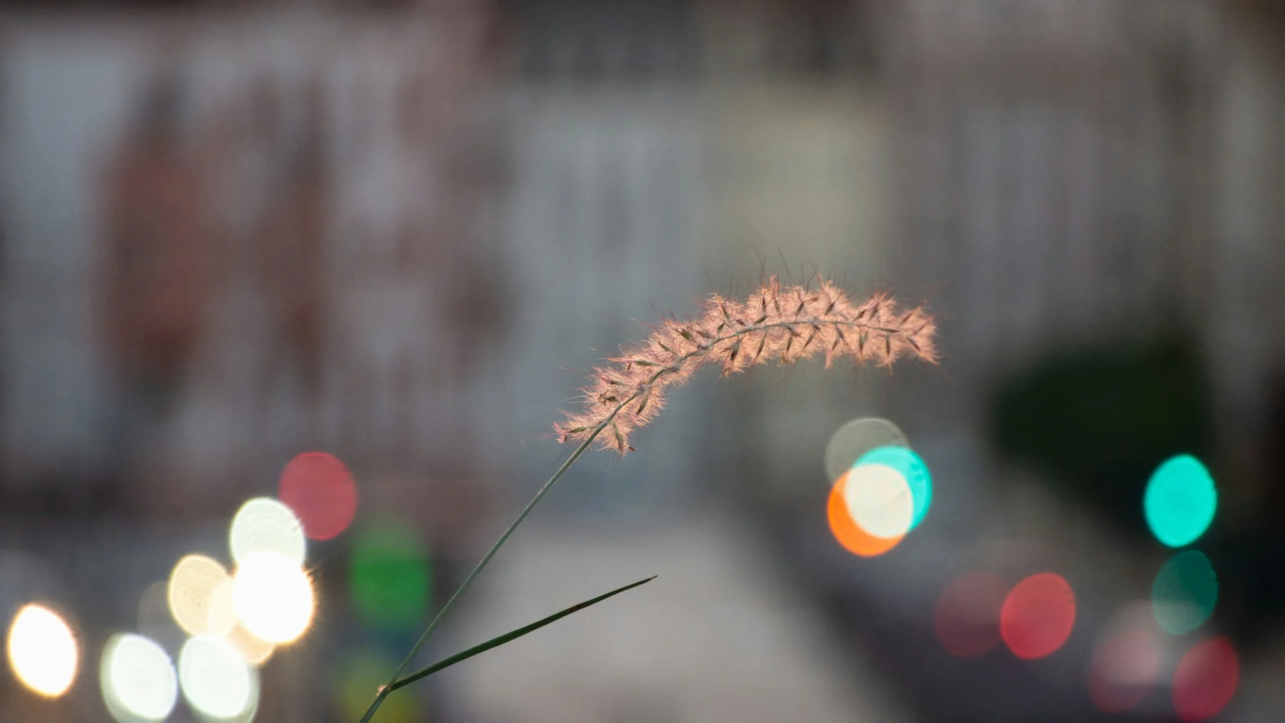 Grass in focus with blurry background
