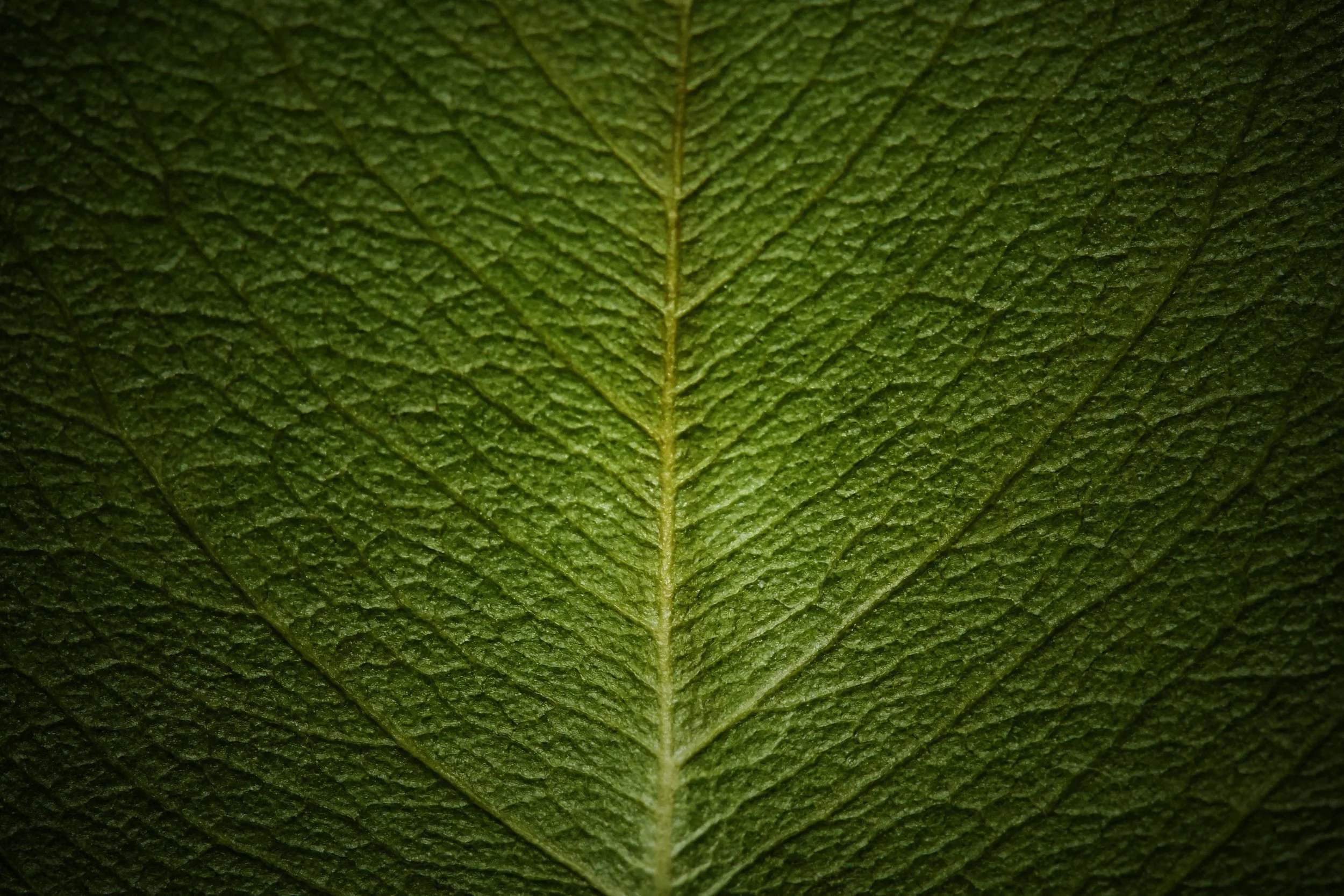 Close up of leaf vein and structure