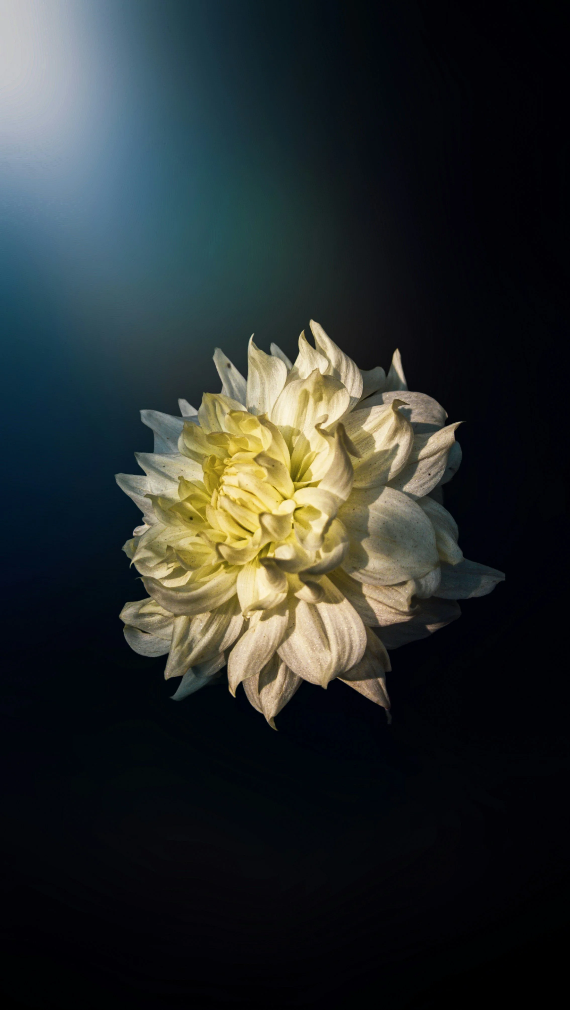 A white dahlia flower with layered petals against a dark background.
