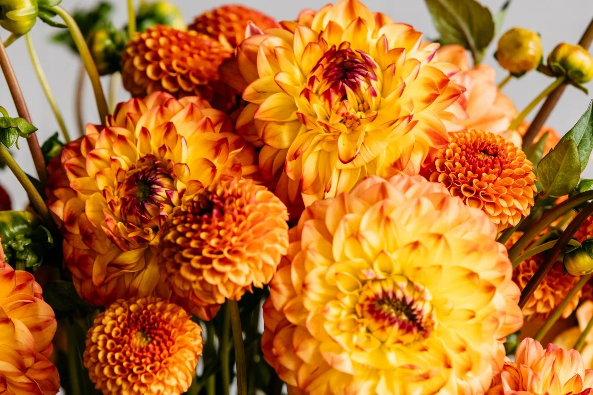 Close-up of a dahlia bouquet