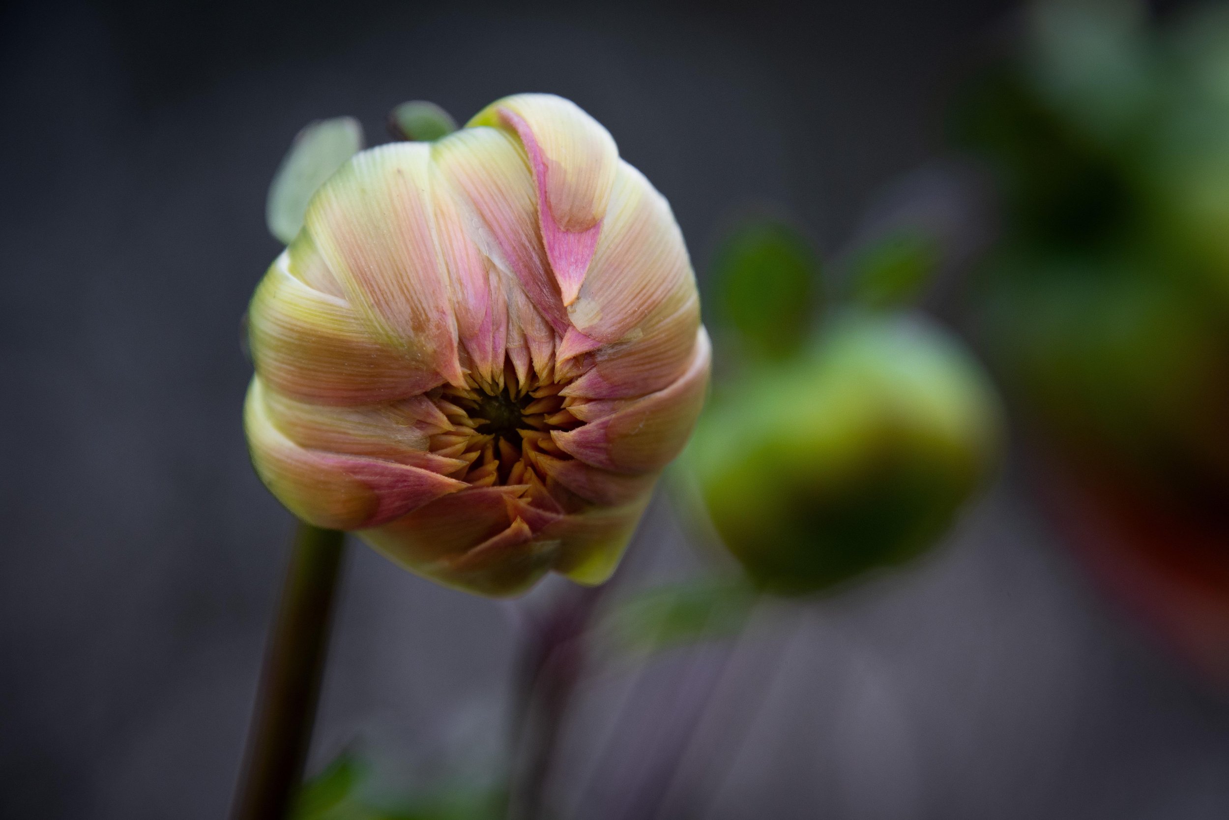 Dahlia flower budding