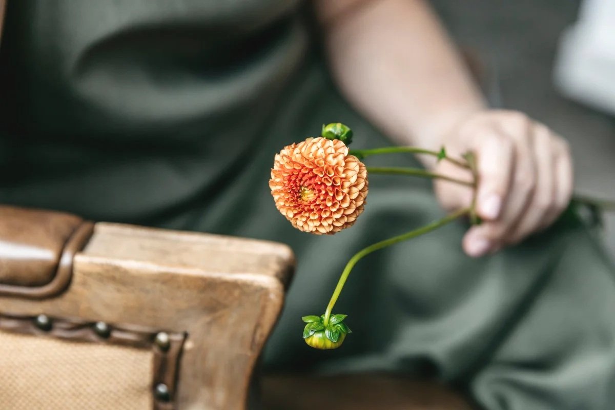 Person holding a dahlia flower