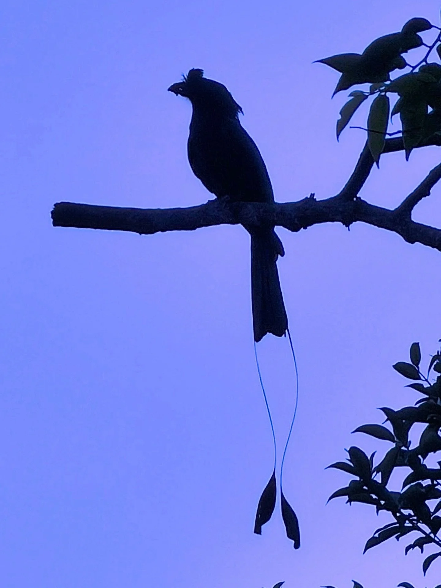 On the move again tomorrow. Down Penang Hill for a night then a 5-6 hour bus ride to another location, also up in the cooler hills.  Penang has been great to me thus far and I will be coming back sometime, for sure. I feel you need 2-3 months here ju