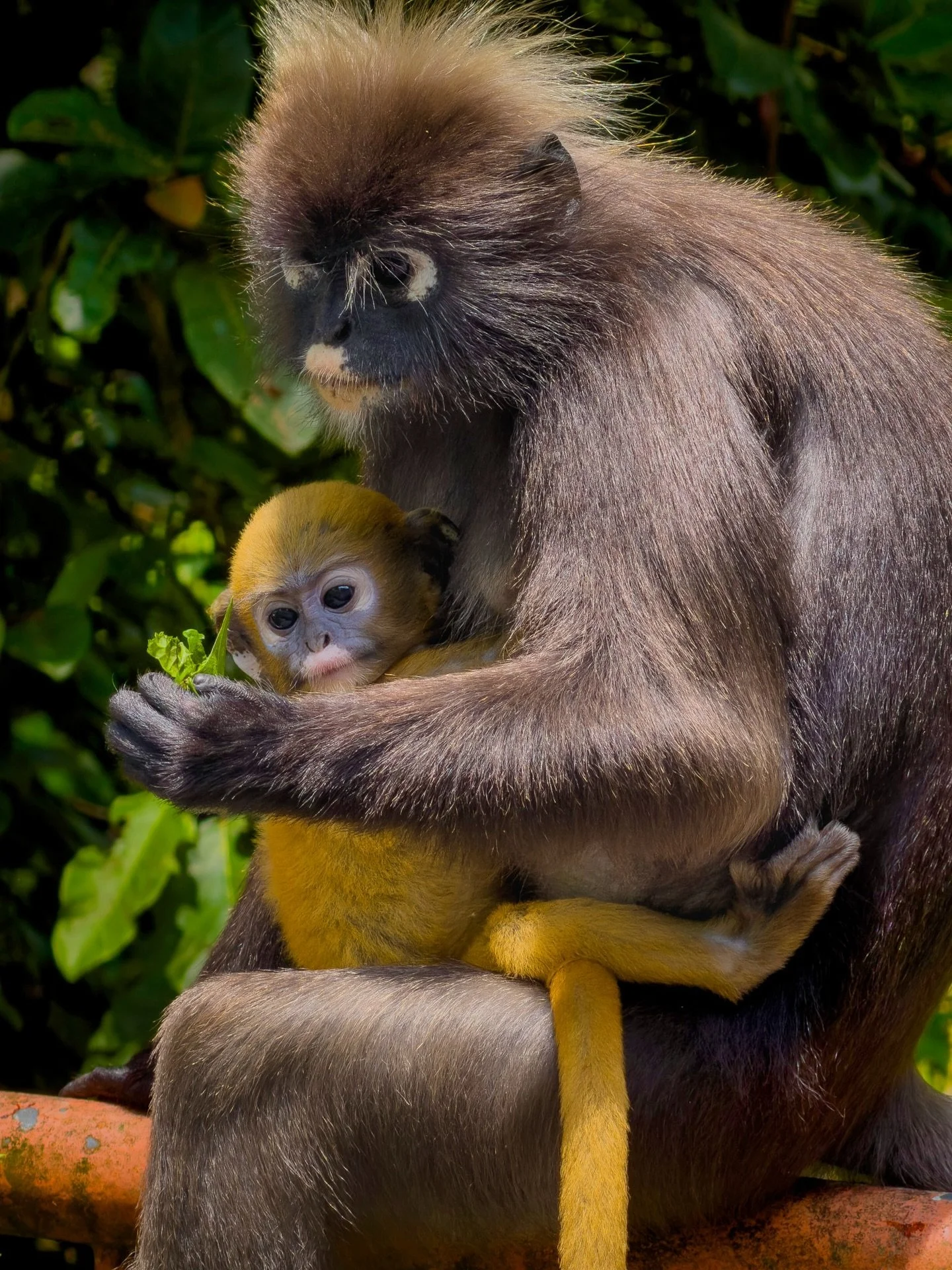 Sometimes, it&rsquo;s just being in the right place at the right time.

I had just finished exploring the ruins of an old colonial hotel, off an obscure path on Penang Hill, and was winding my way back to my hotel at the top, on a series of carriage 