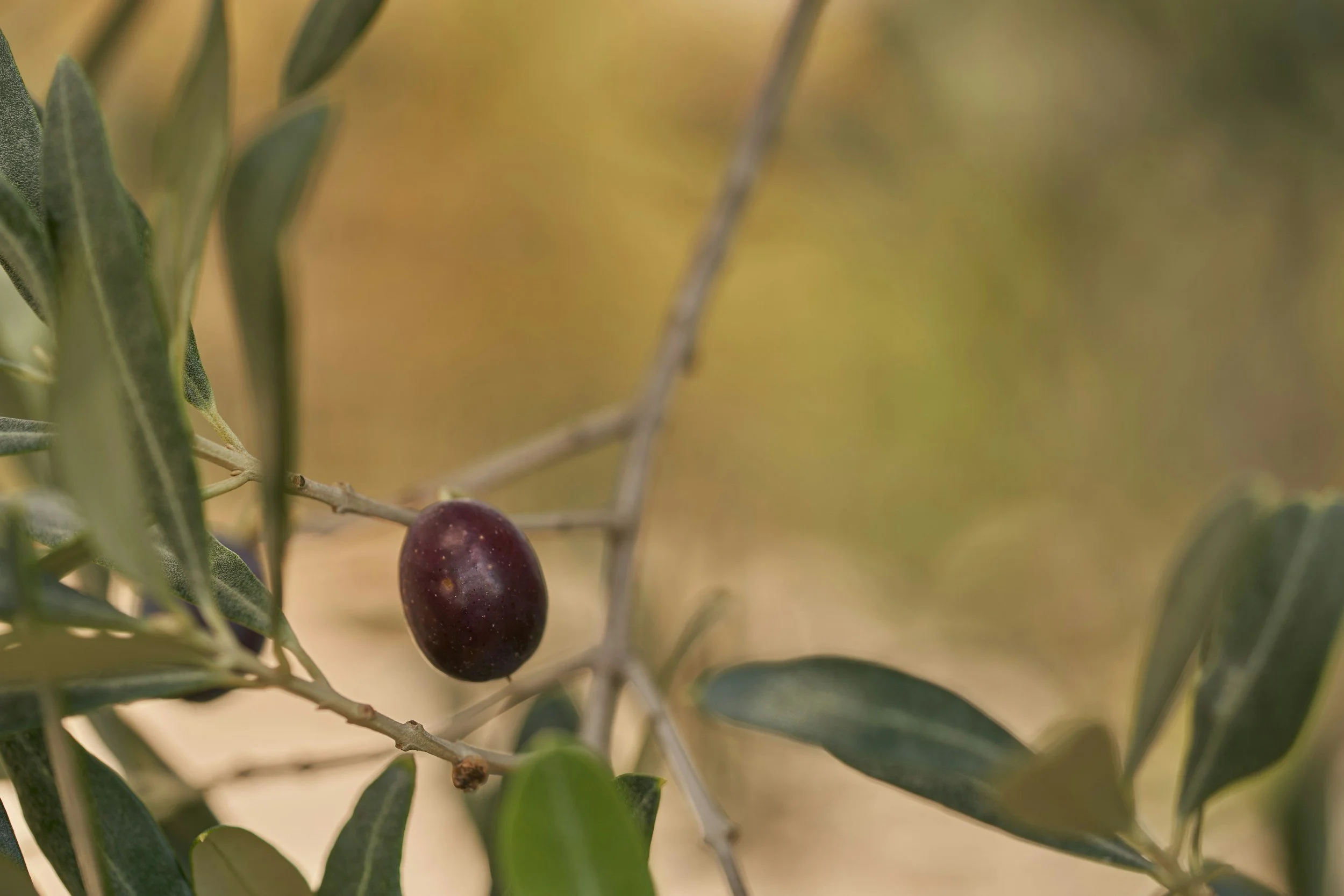A single dark purple olive hanging on a tree branch surrounded by green leaves.