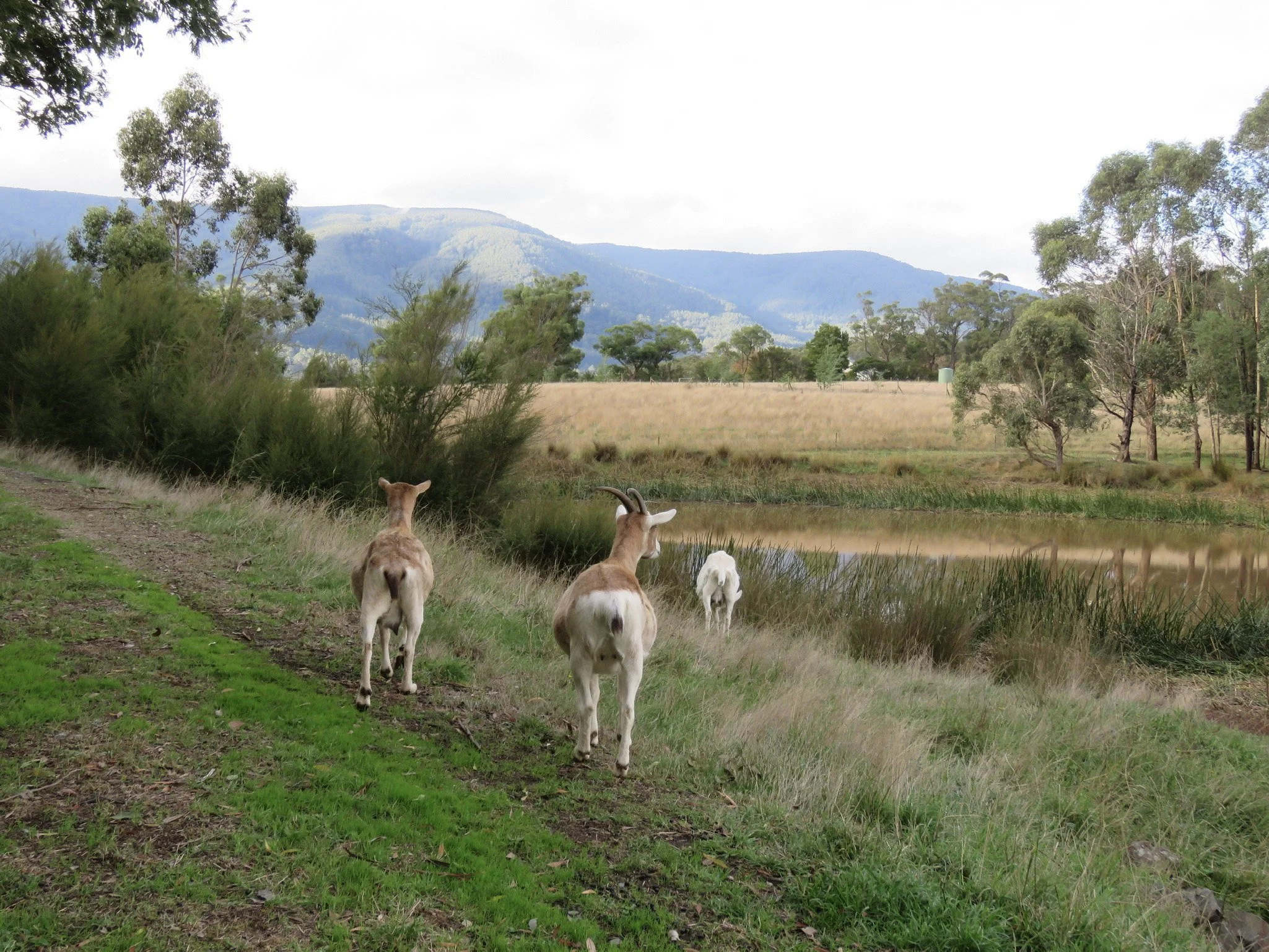 Three goats walking along a dirt and grassy path beside a pond, with trees and hills in the background.