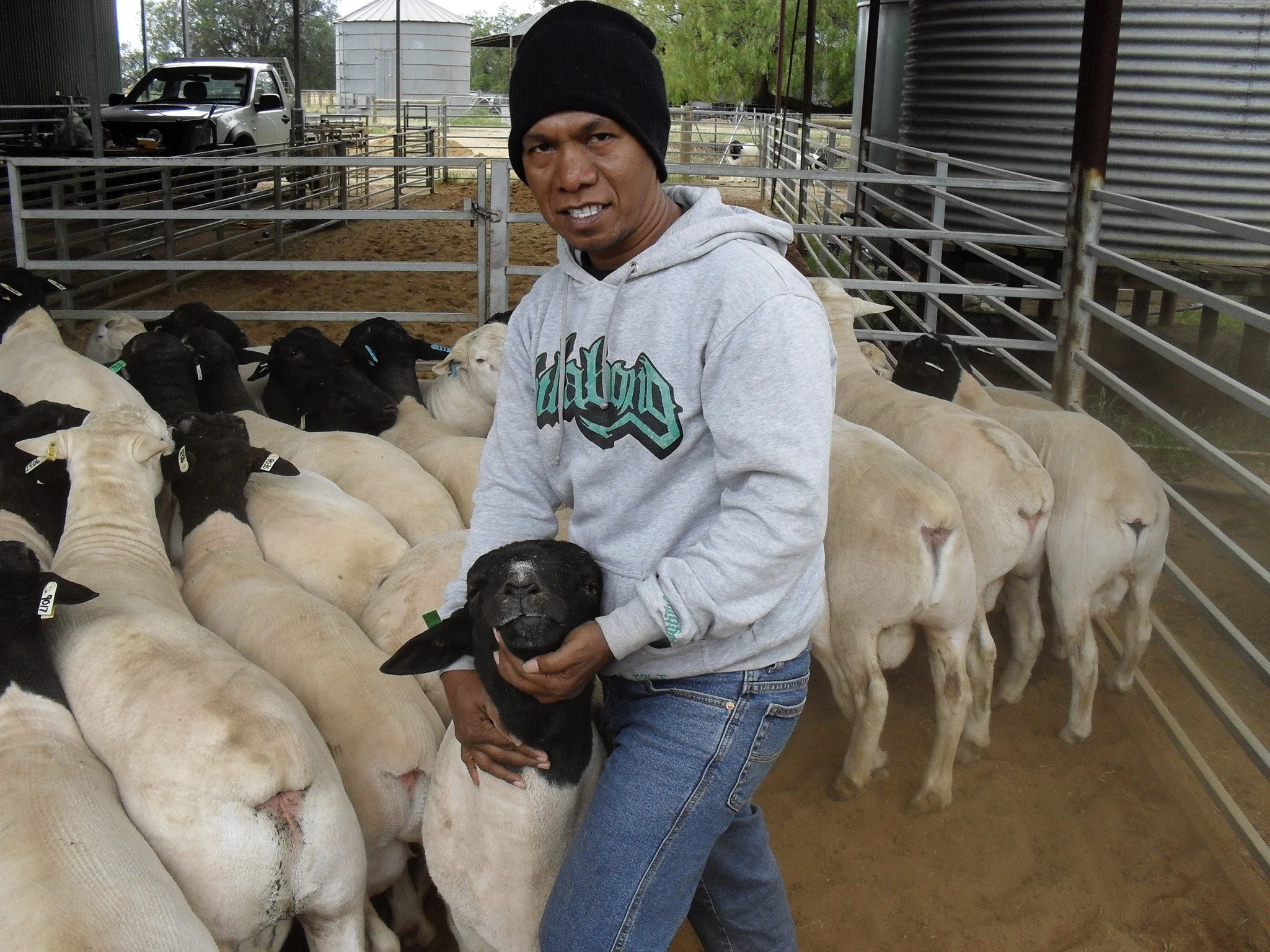 A man in a gray hoodie and black beanie holds a black lamb inside a fenced area on a farm, with several sheep and goats around him, some with black faces and some with white.