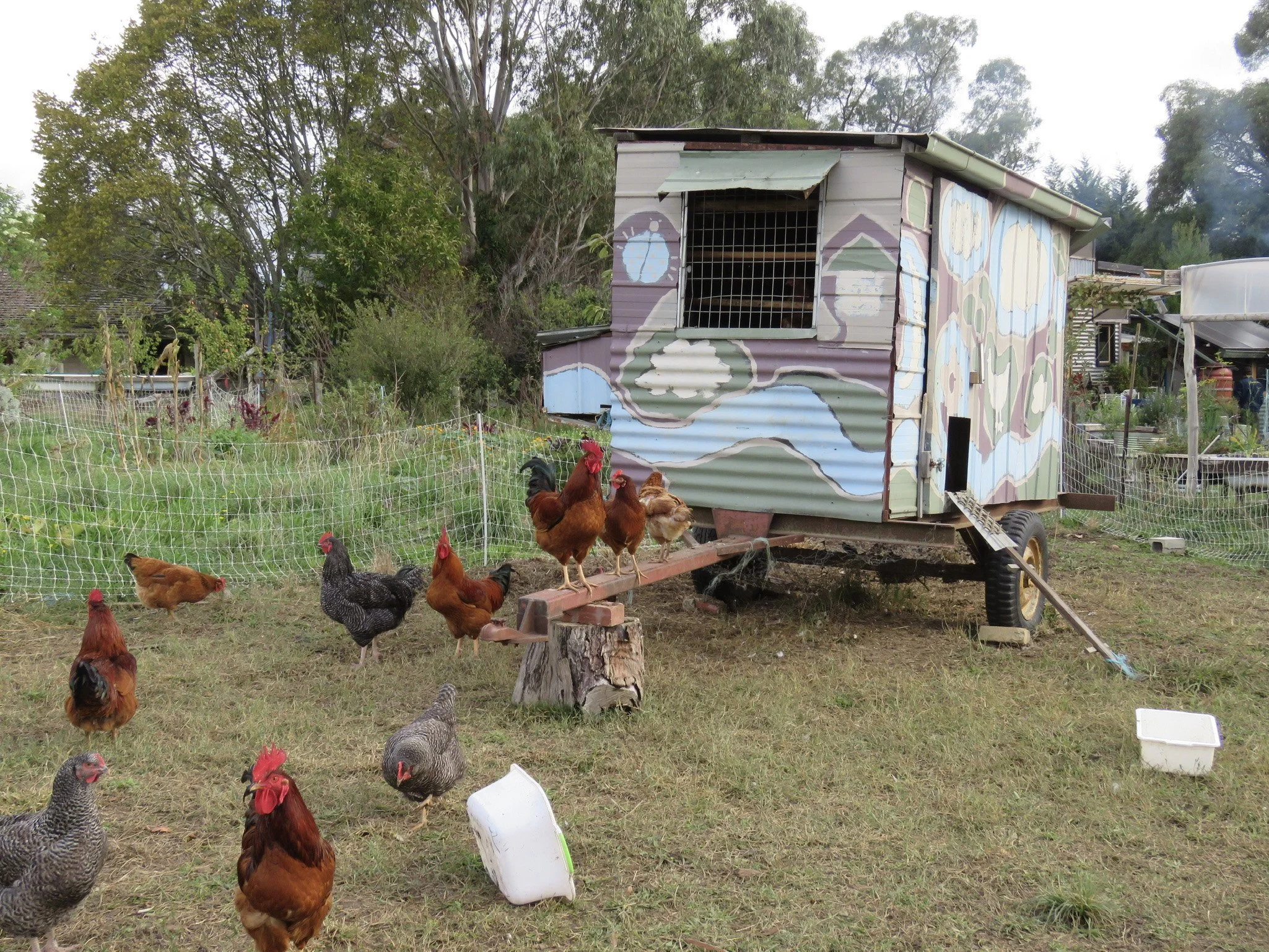 A colorful tiny house on wheels with a painted abstract mural, surrounded by a chicken coop fence, with chickens, roosters, and hens including a barred rock, on a grassy yard.