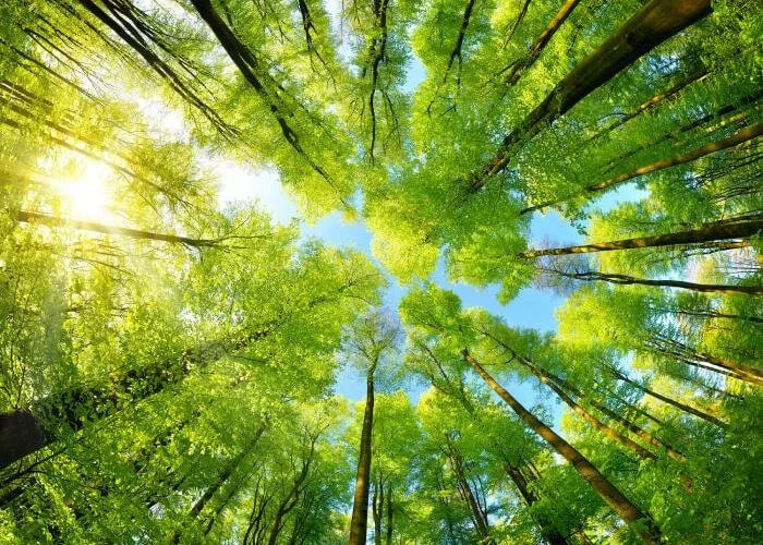 Looking up at a forest canopy with tall trees, green leaves, and a blue sky visible through the treetops.