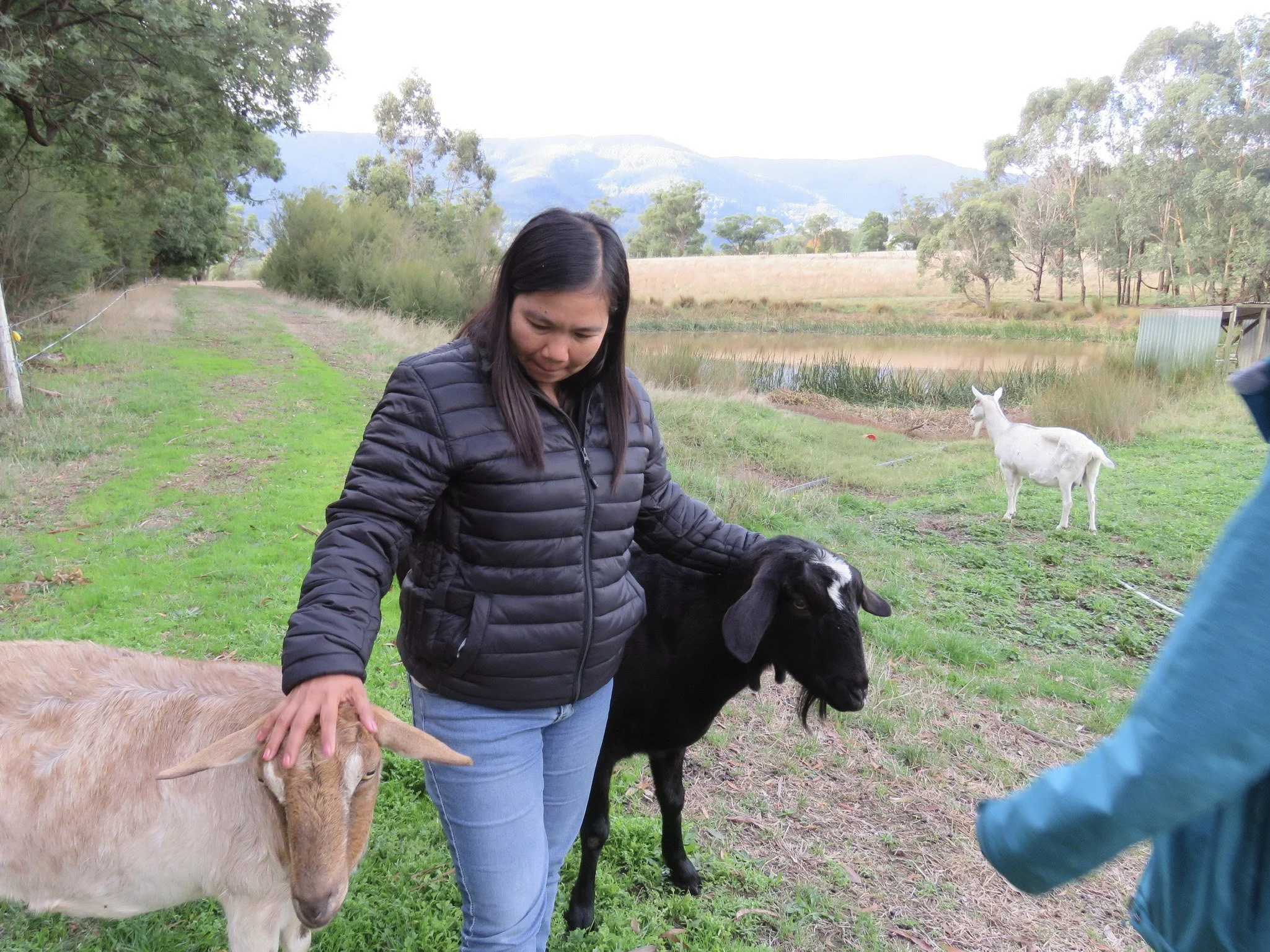 A woman petting a light brown goat, with a black goat and a white goat in the background on a farm with greenery, trees, and mountains.