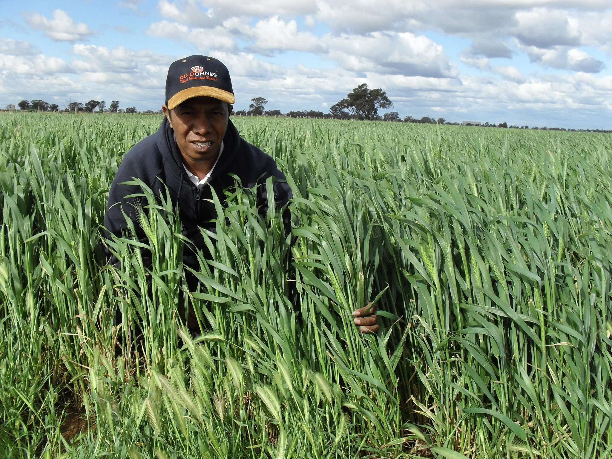 Farmer in black jacket and cap inspecting a green crop of wheat or barley in a field with a cloudy sky