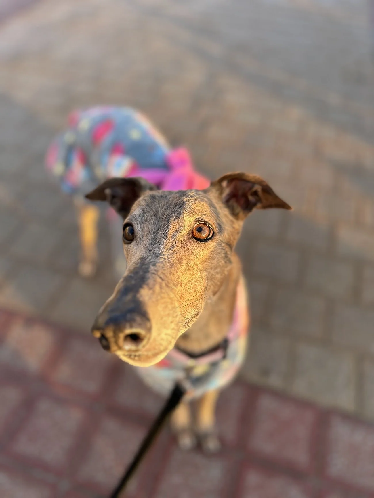 Close-up of a slender dog with a brindle coat, wearing a colorful fleece vest, looking up at the camera outdoors on a brick pavement.