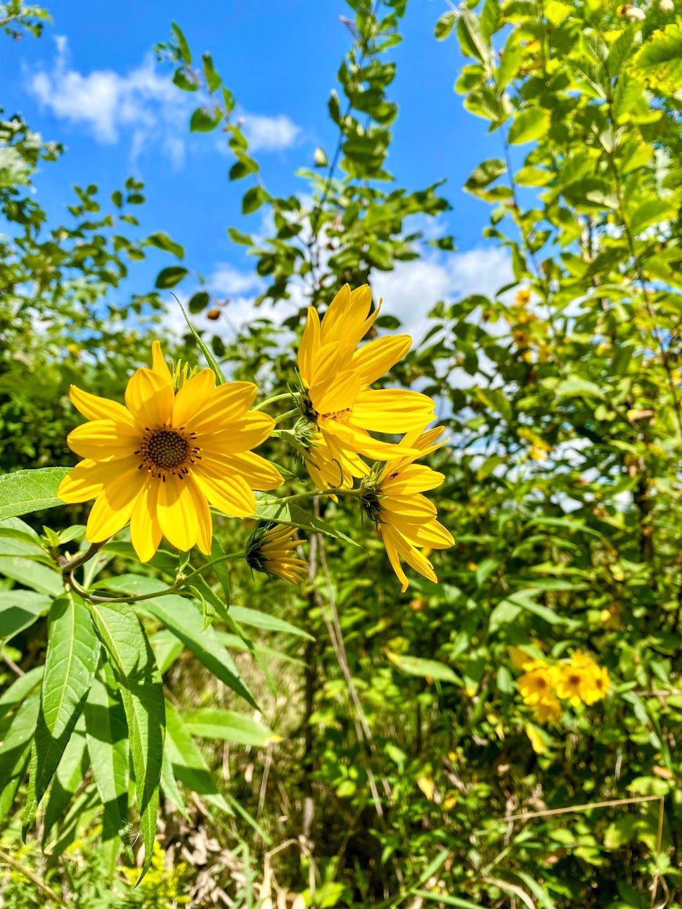 Dr. Leah Gusching offers naturopathic appointments conveniently located in Columbus, Ohio. She creates a personalized plan for holistic healing using homeopathy, herbal medicine, lifestyle change, detox support, and natural supplements.