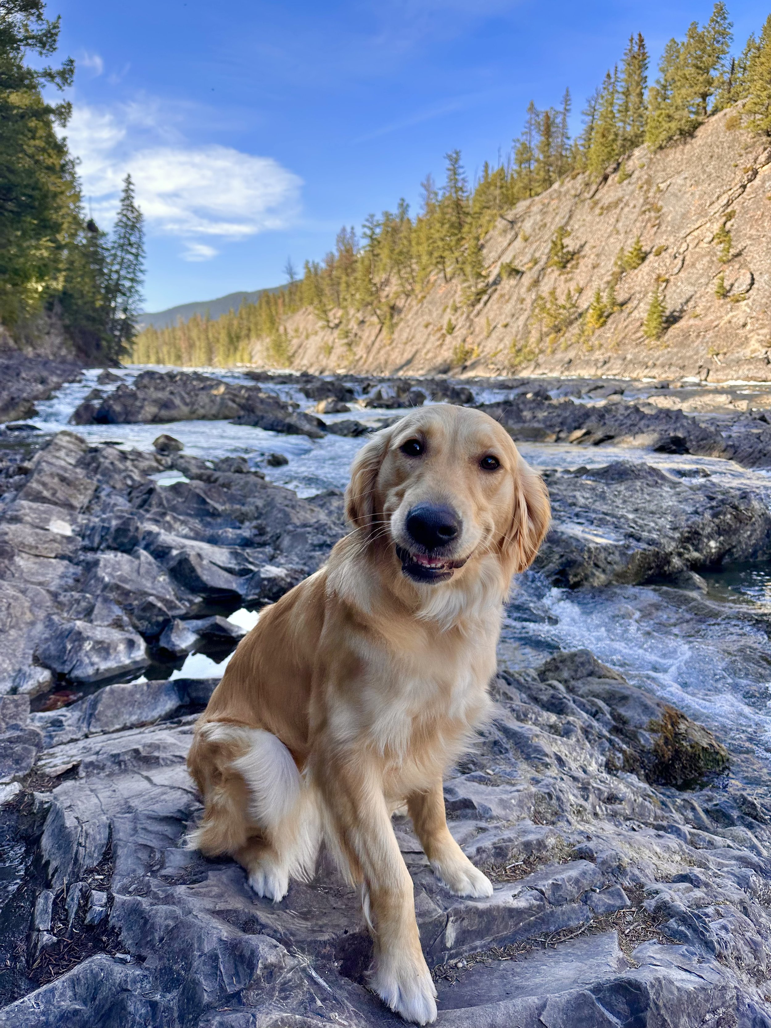 Golden retriever on a rocky river bed during a beautiful sunny hike in the mountains.