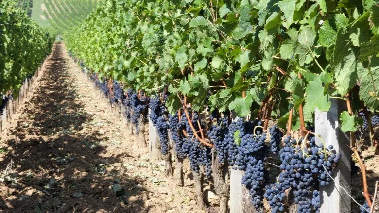 Wine Futures: Never Bordeaux It