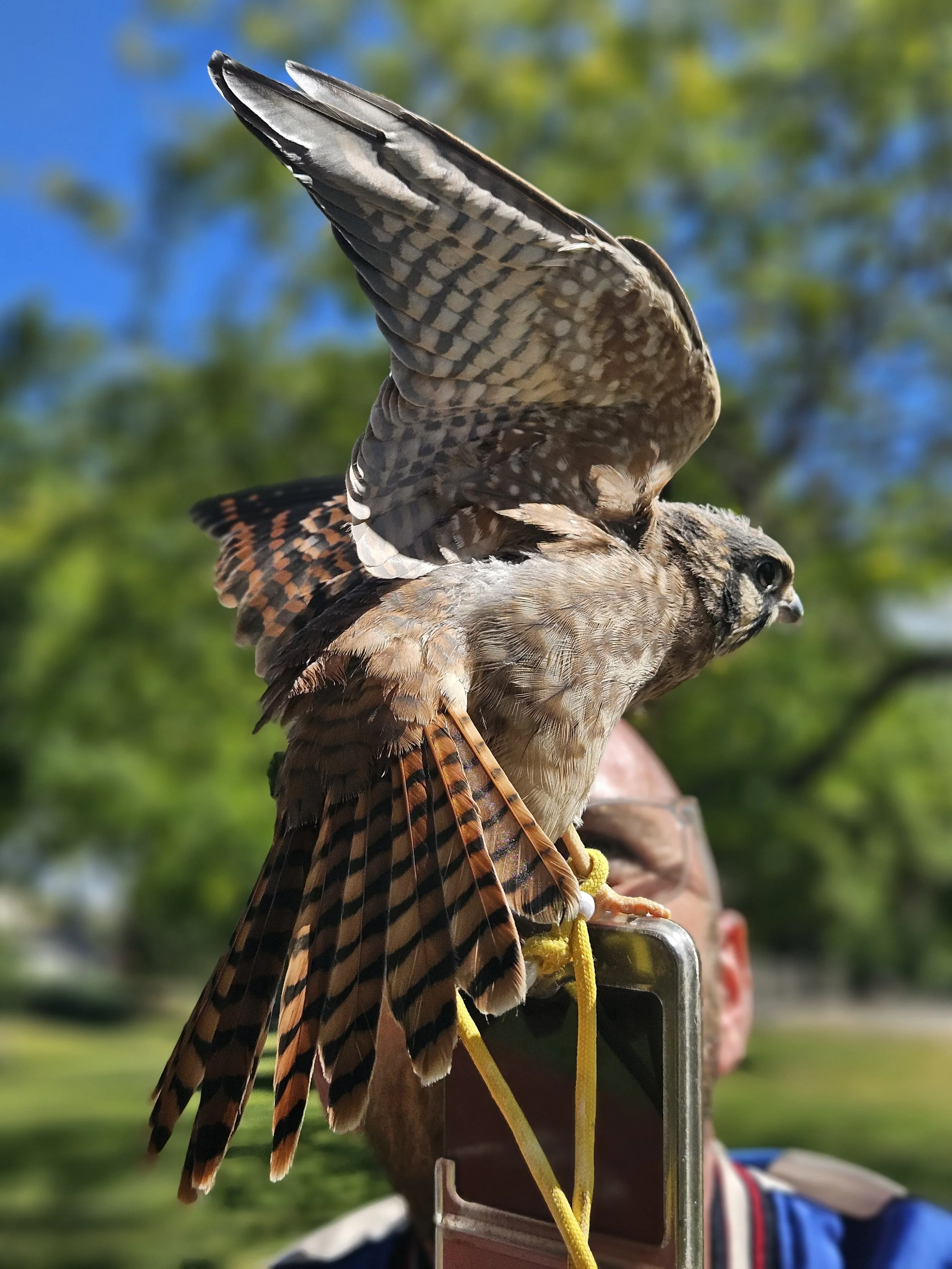 A hawk perched on a person's hand with a bright, green outdoor background and blue sky.