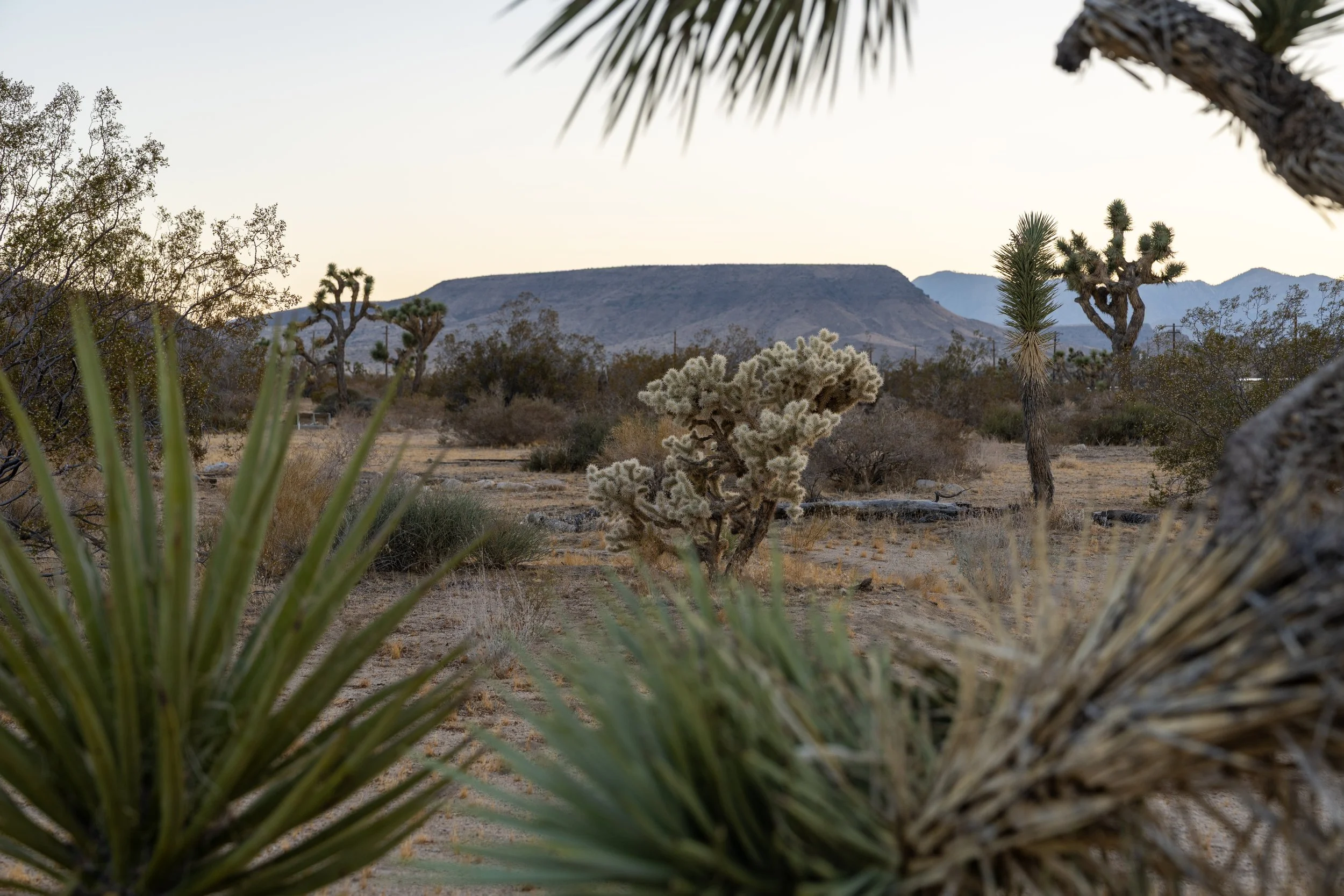Desert landscape with Joshua trees, cacti, and dry shrubs, with mountains in the background during sunset.