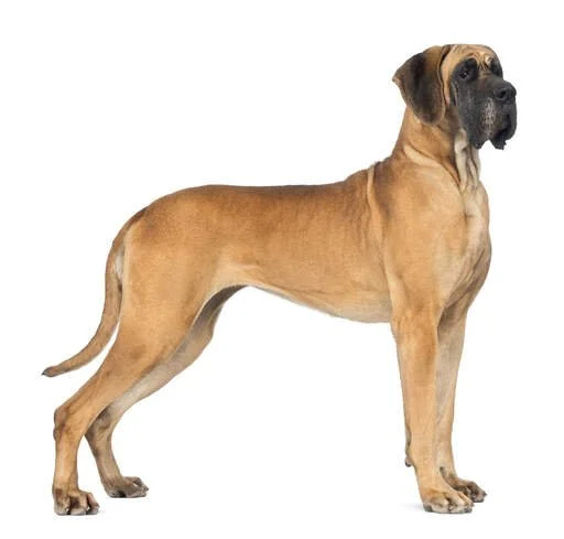 En stor hund av rasen Mastiff, stående åt höger.