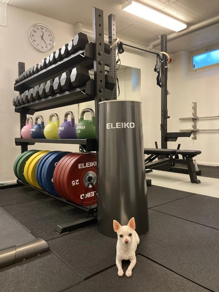 En liten vit hund sitter framför fitness- och träningsutrustning i ett gym.