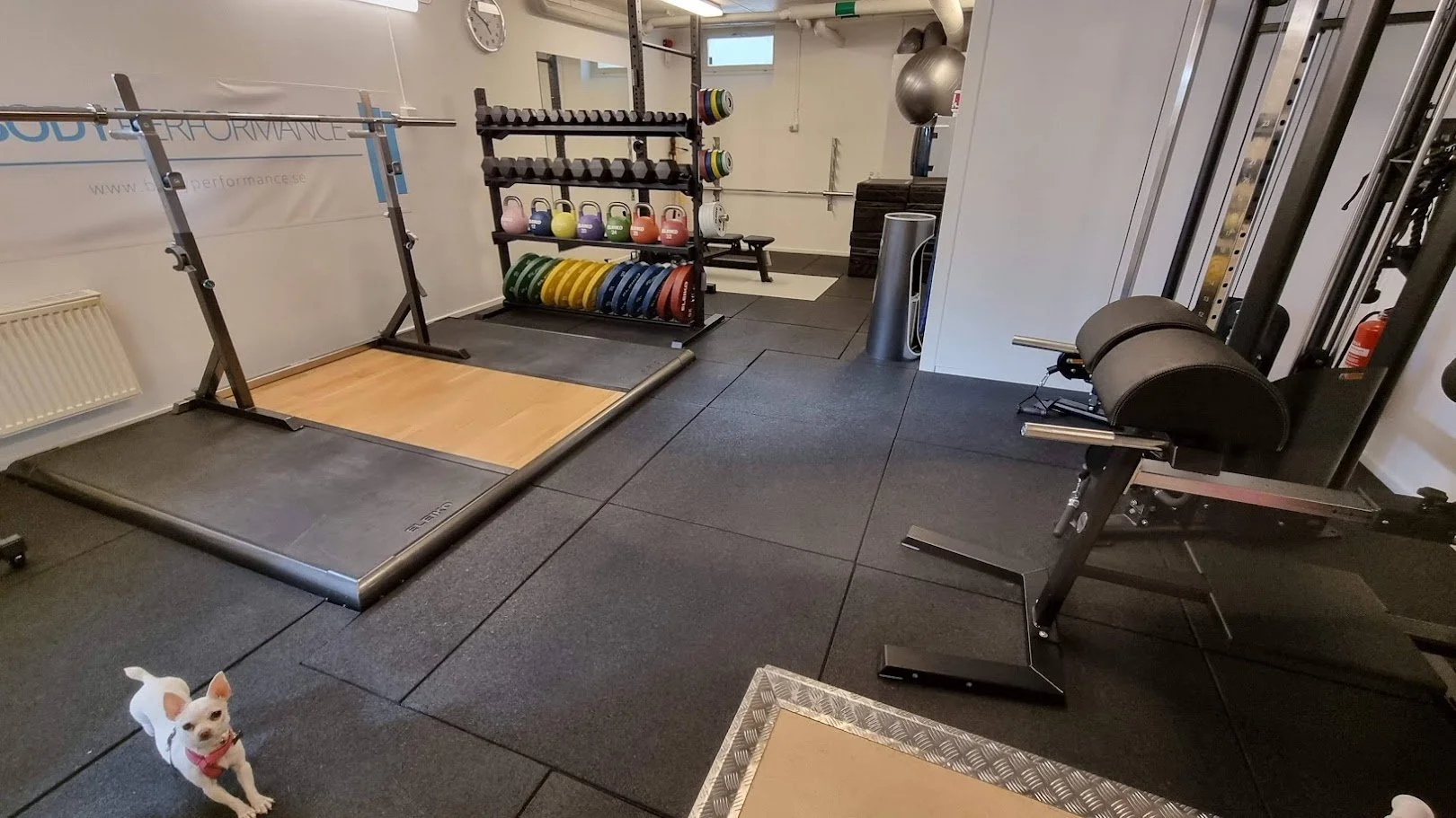 En liten vit hund sitter på svarta gummimattor i ett gym med skivstänger, viktplattor, lyftarpodie, hantlar och kettlebells bakom sig.