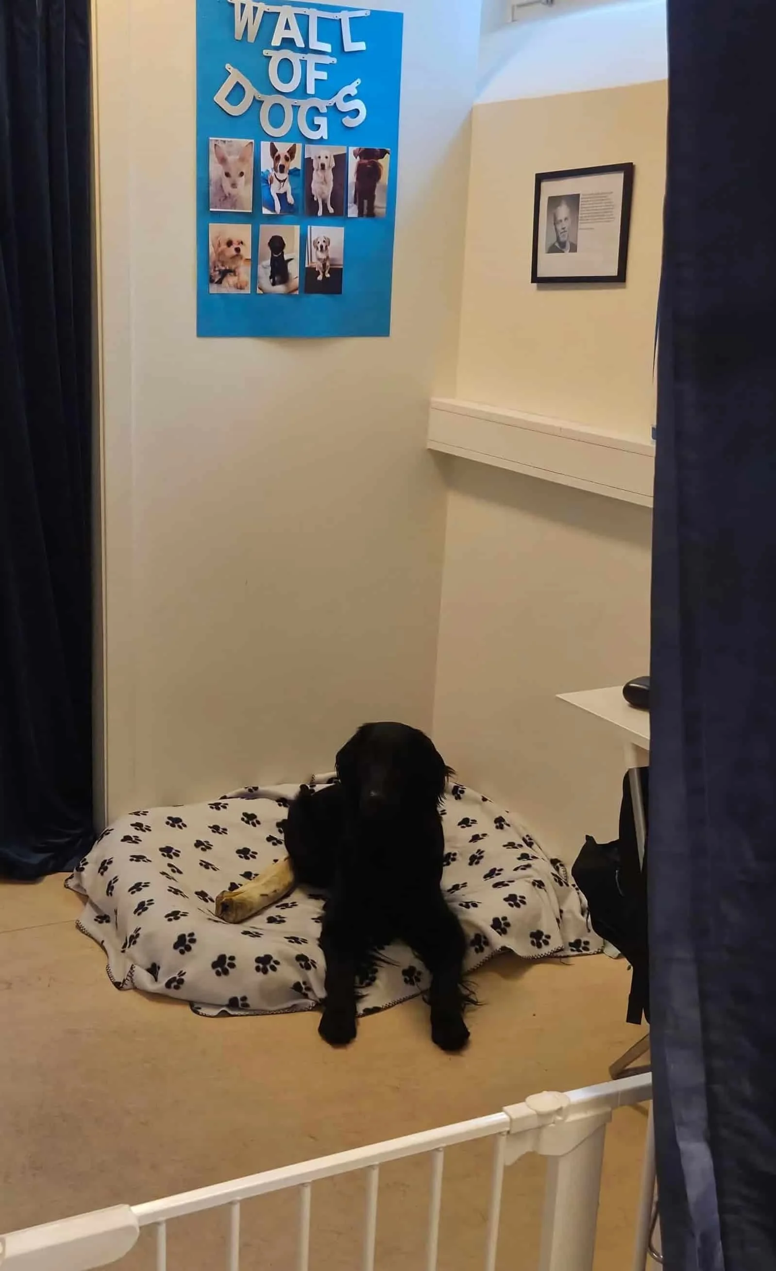 En svart hund ligger på en rund matta med hundtassar på. Det finns en vit vägg bakom hunden med en poster som säger 'Wall of Dogs' och bilder på olika hundraser. Det är ett rum med ett fönster och mörka gardiner.