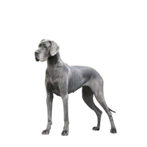 En grå hund med kort päls och stora öron, stående på ett svart bakgrund.