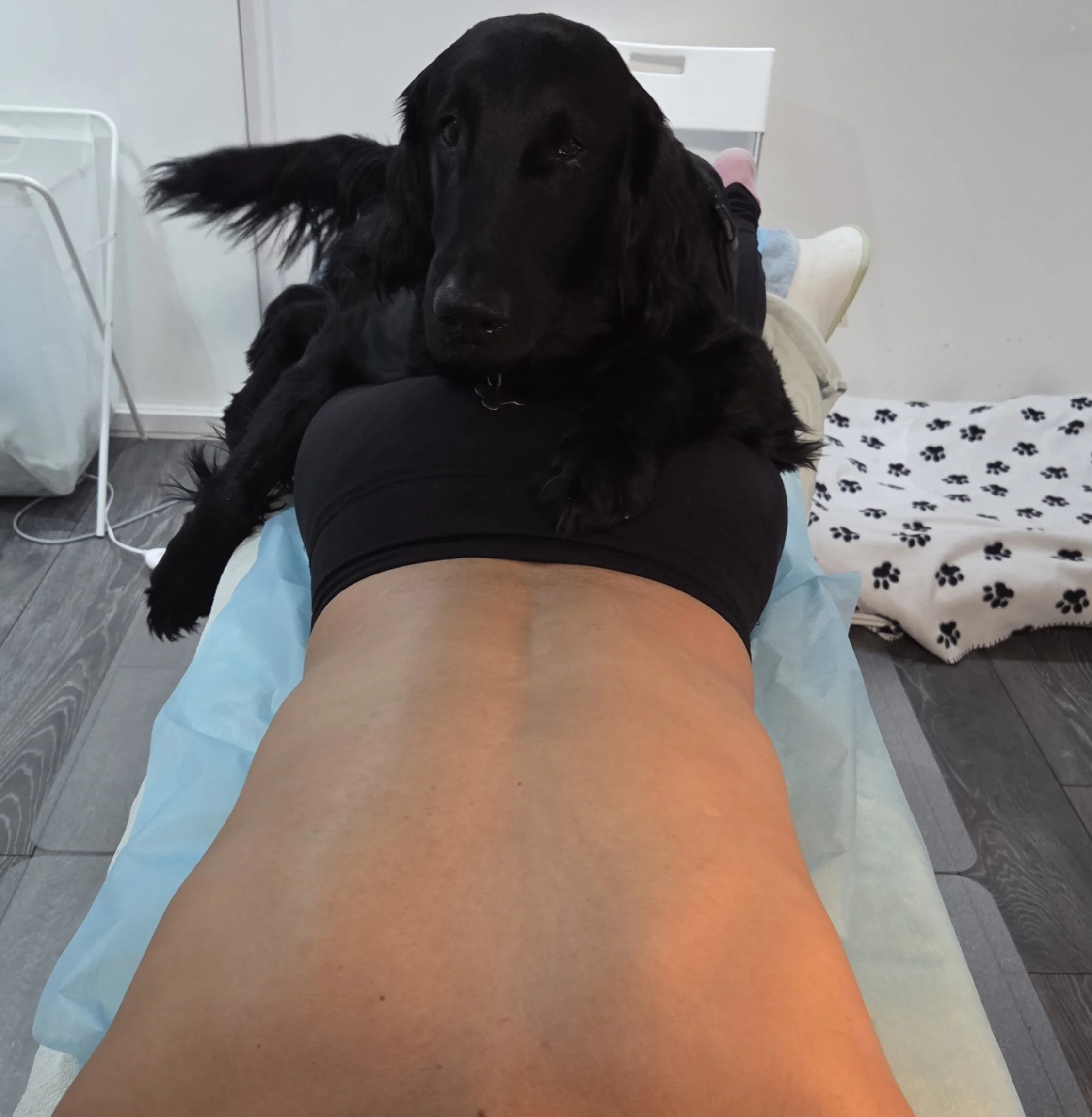 stor svart hund ligger på kvinna på en massageabänk i ett massagerum med en hundbädd på golvet