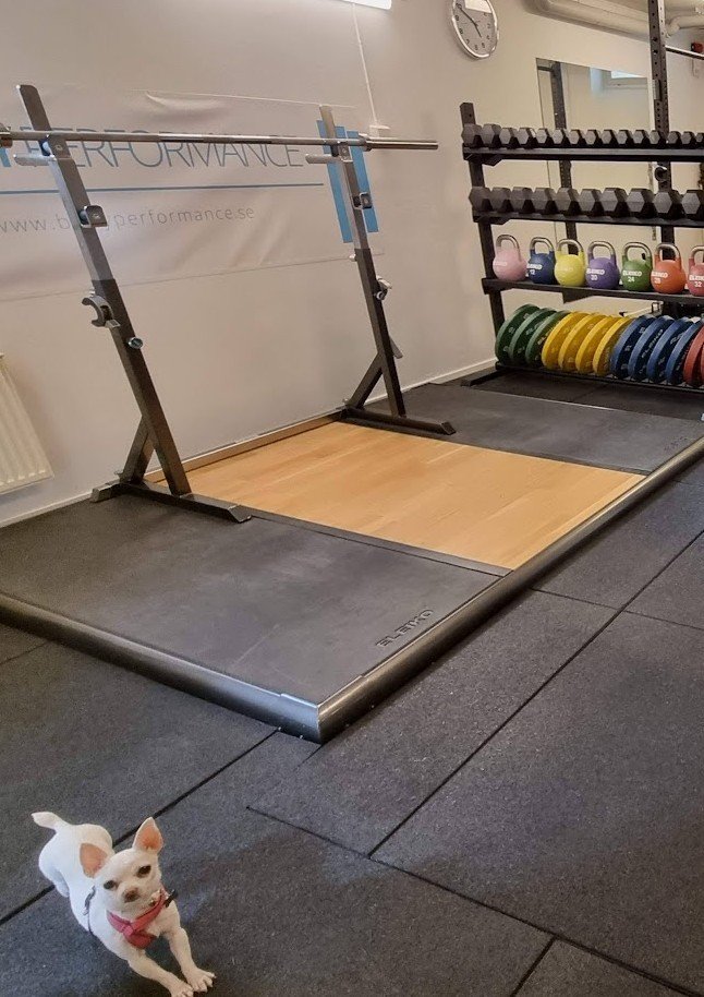 Ett träningsutrymme utrustat med en viktskopsställning, viktskivor i olika färger, hantlar, och en liten hund som står på golvet i förgrunden.