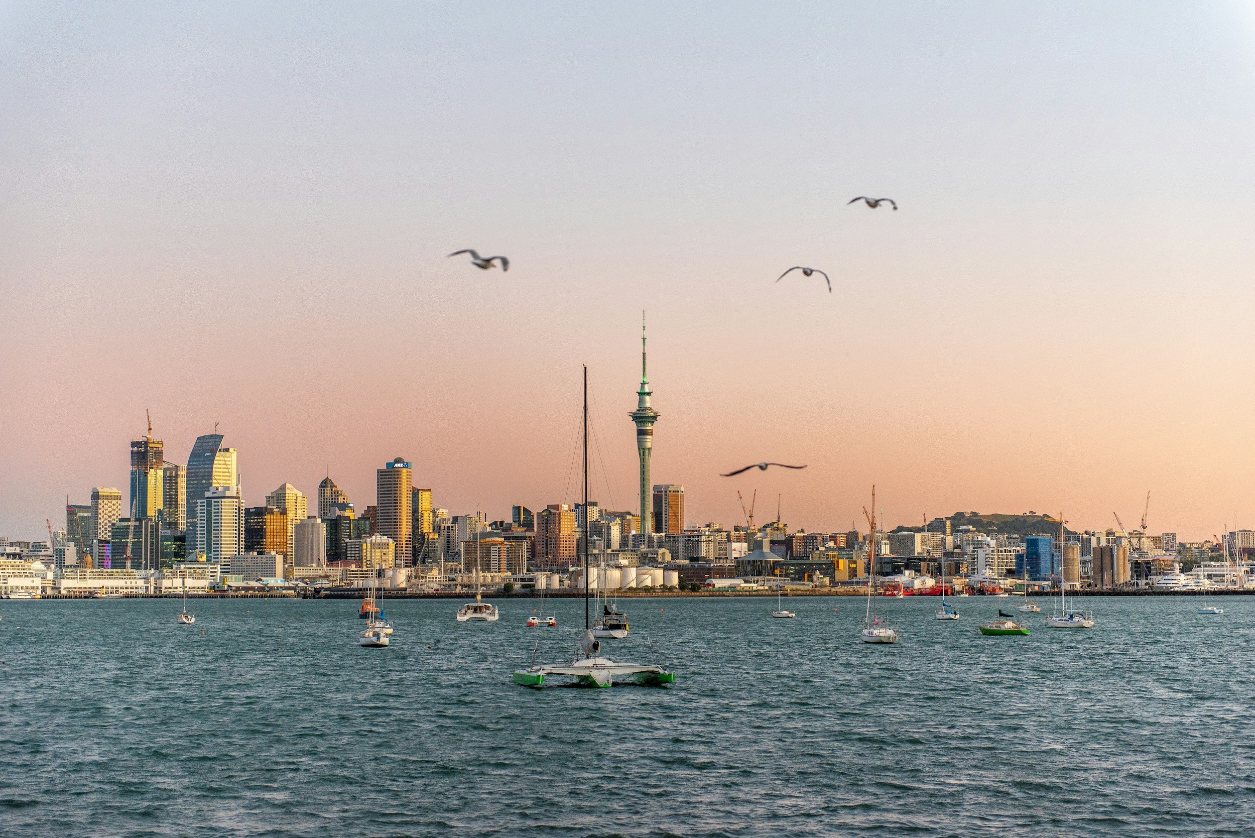 City skyline with tall buildings, a tall tower, and seagulls flying over a harbor with boats at sunset.