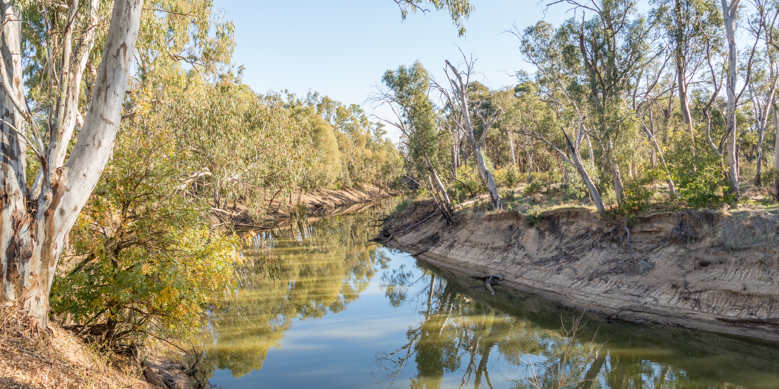 A peaceful river flowing through a wooded area with trees on both sides, some leaning over the water, under a clear blue sky.