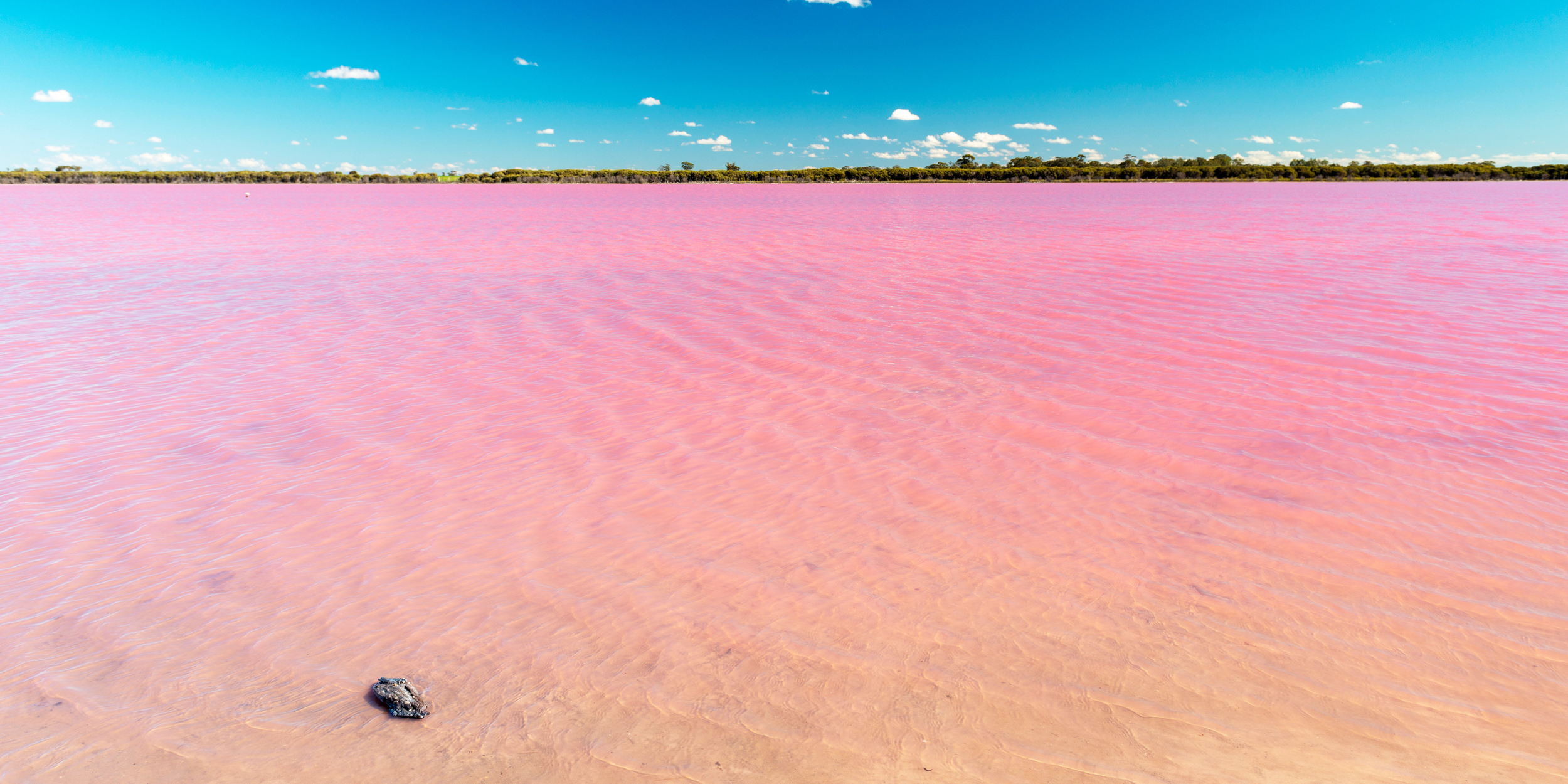 A vast pink salt lake under a bright blue sky with scattered white clouds, a small dark rock on the shallow water in the foreground.