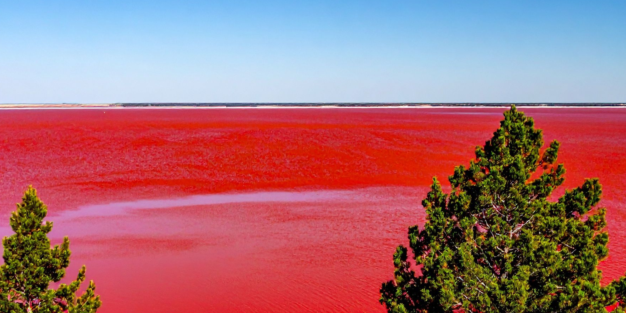 A vast pink lake with green trees in the foreground and a clear blue sky above.